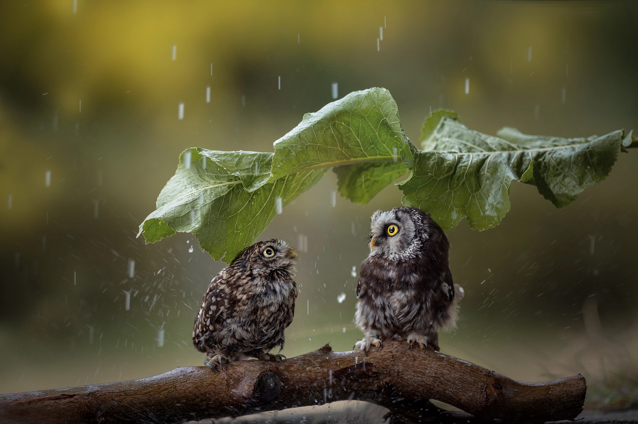 Free download wallpaper Birds, Rain, Owl, Bird, Leaf, Animal on your PC desktop