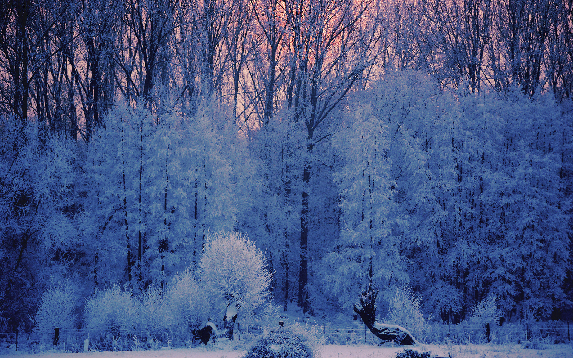 Baixar papel de parede para celular de Inverno, Pôr Do Sol, Neve, Floresta, Árvore, Terra/natureza gratuito.