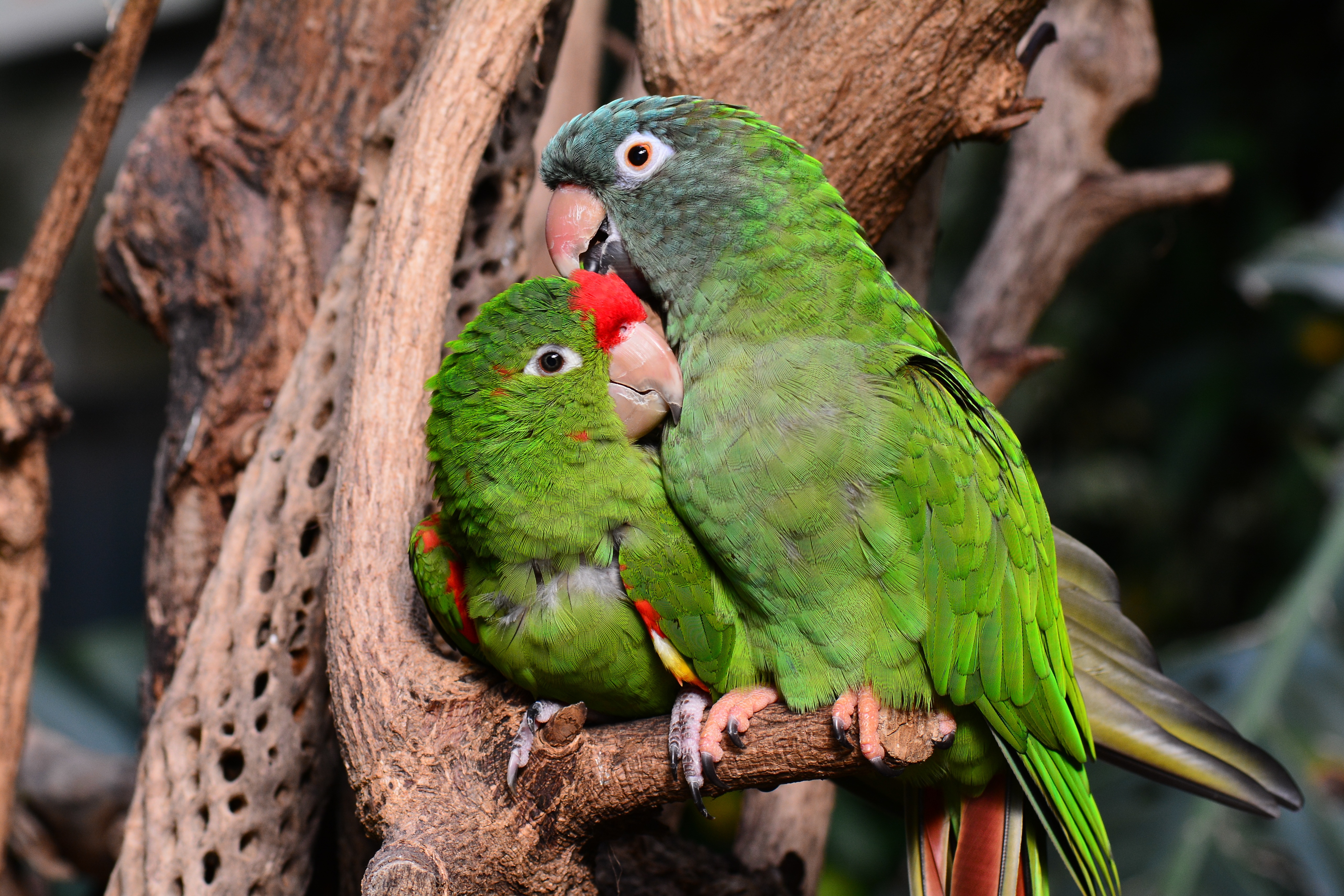 parrots, animals, tenderness, pair, couple, nice, care, nicely, amazon