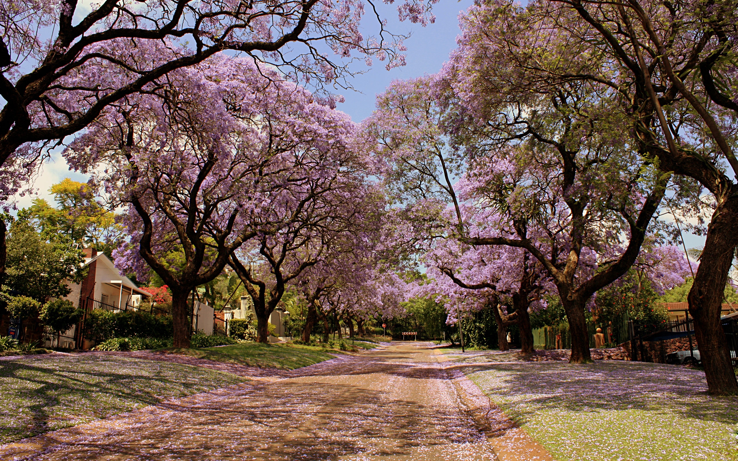 Laden Sie das Sakura, Kirschblüte, Menschengemacht, Pinke Blume, Innerortsstraße-Bild kostenlos auf Ihren PC-Desktop herunter