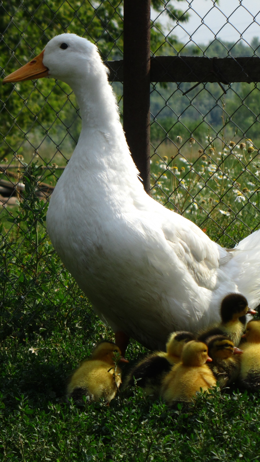 Download mobile wallpaper Birds, Animal, Duck for free.