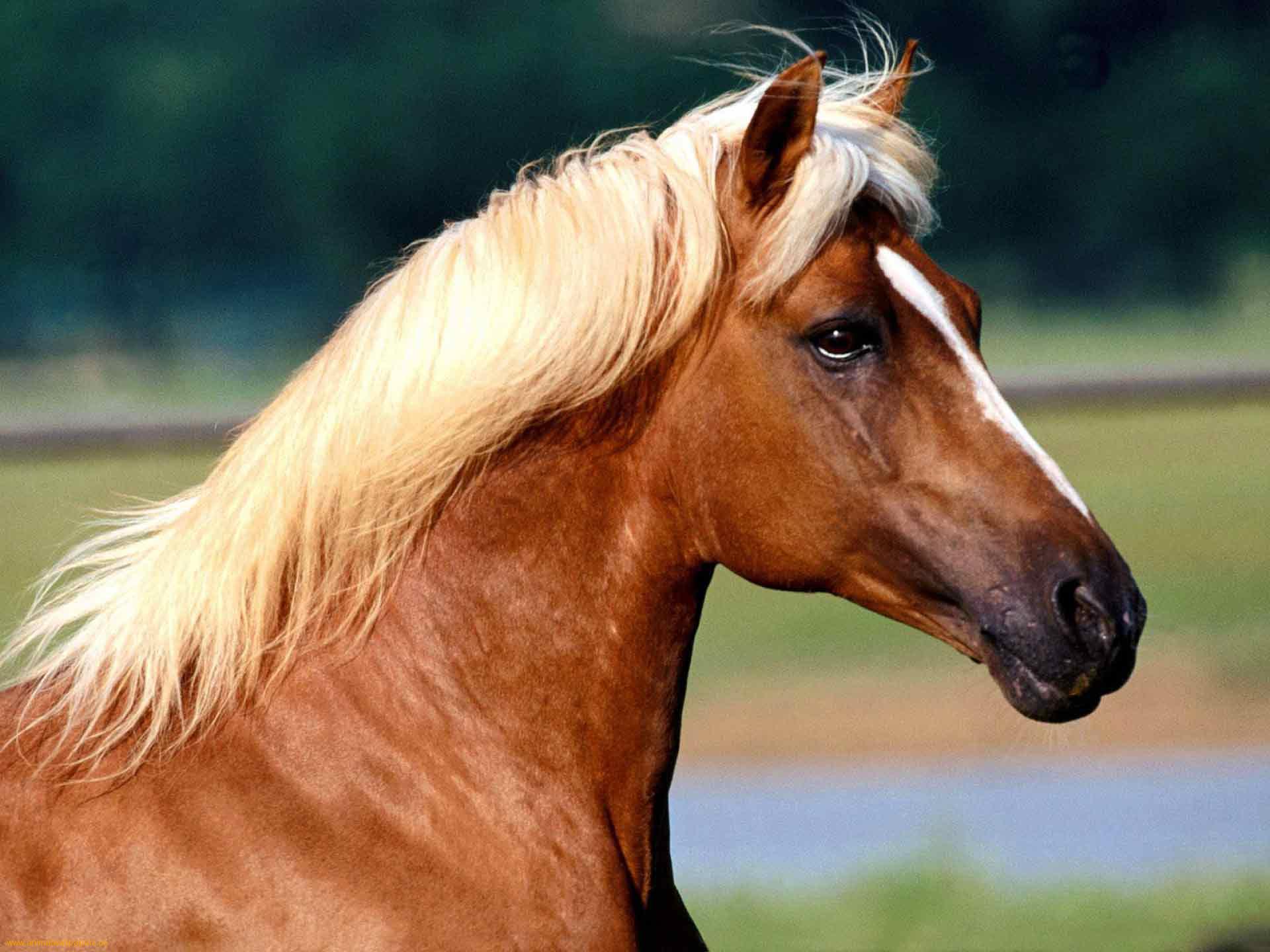 Free download wallpaper Animal, Horse on your PC desktop