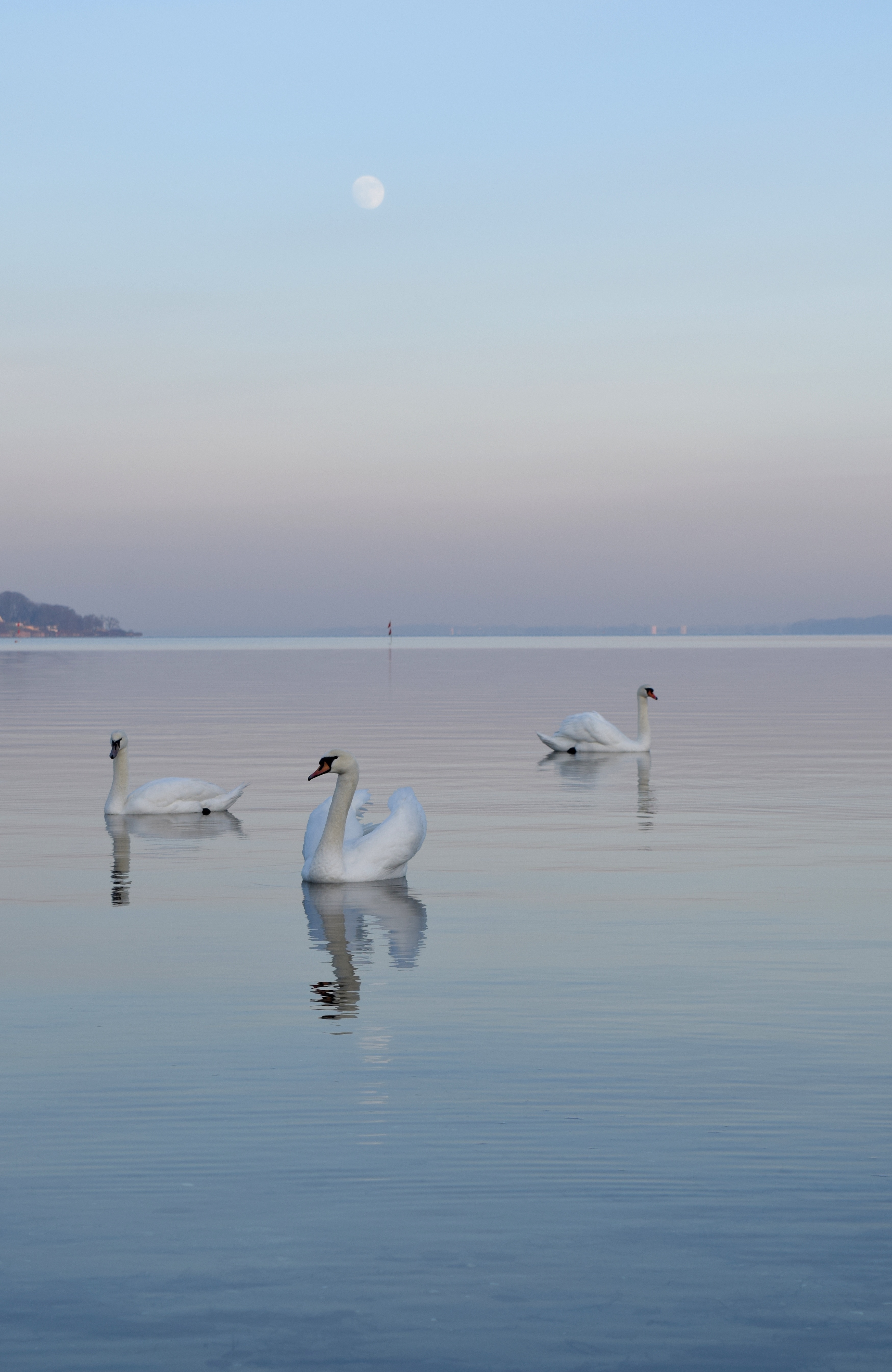 112135 скачать картинку лебеди, птицы, туман, вода, животные, плавание, горизонт - обои и заставки бесплатно