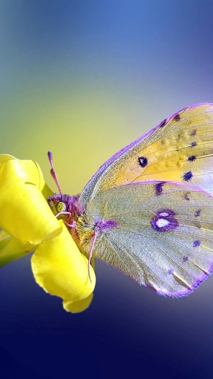 Descarga gratuita de fondo de pantalla para móvil de Animales, Flor, Mariposa.