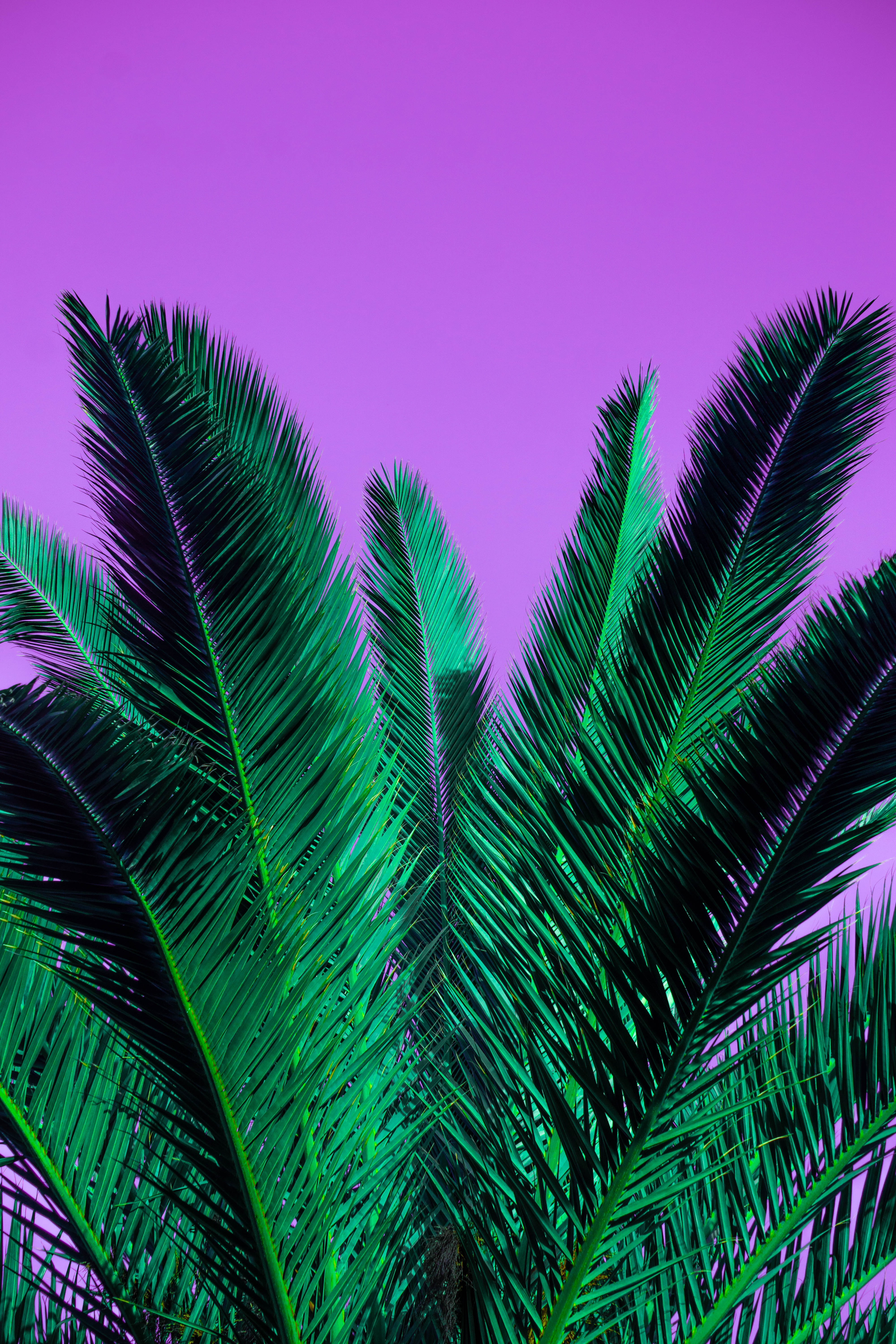 126266 descargar fondo de pantalla violeta, naturaleza, hojas, planta, palma, sucursales, rama, púrpura: protectores de pantalla e imágenes gratis