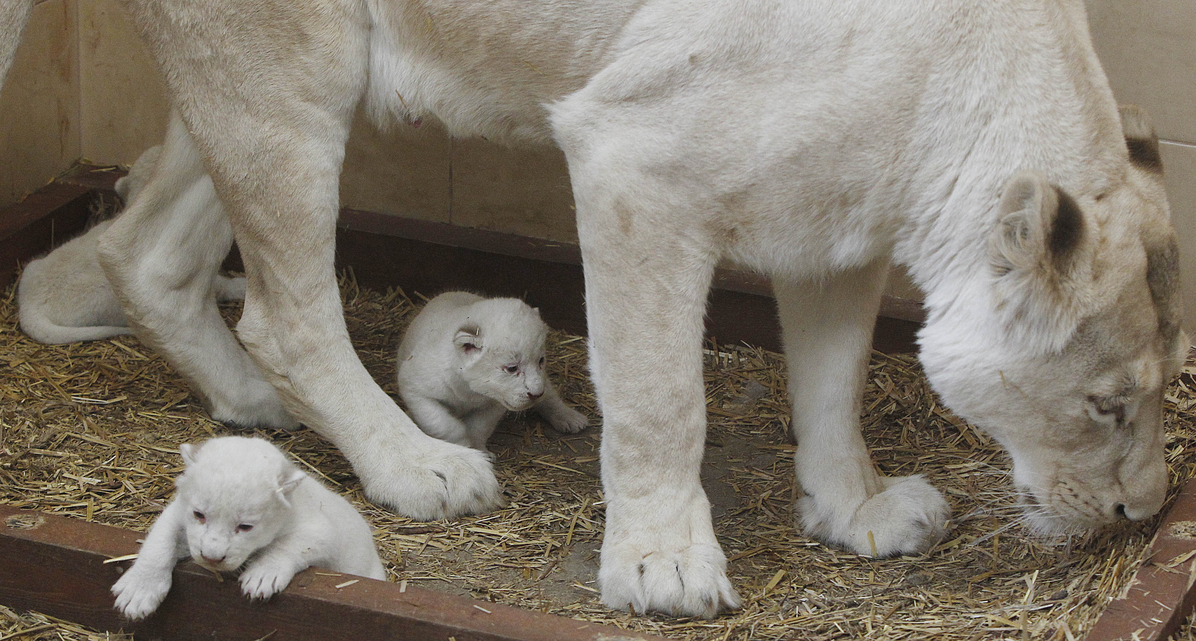 Laden Sie das Tiere, Löwe-Bild kostenlos auf Ihren PC-Desktop herunter