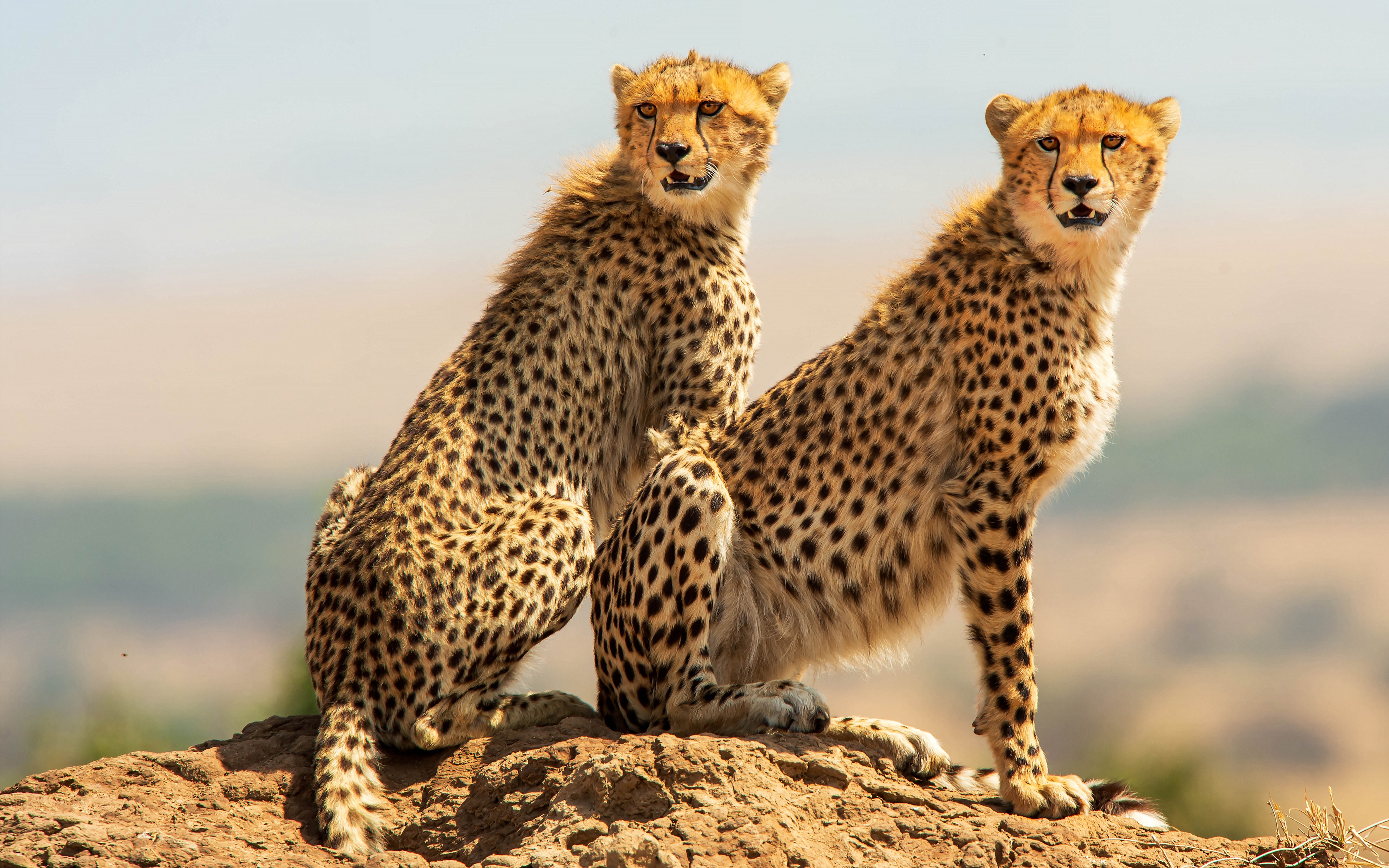 Download mobile wallpaper Cats, Cheetah, Animal for free.