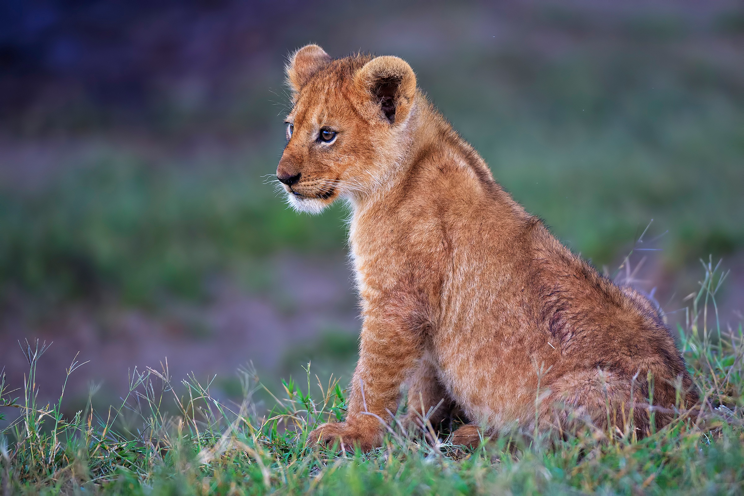 Laden Sie das Tiere, Katzen, Löwe, Tierbaby, Jungtier-Bild kostenlos auf Ihren PC-Desktop herunter