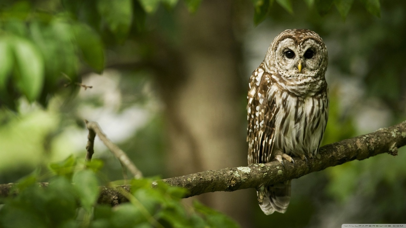 Free download wallpaper Bird, Animal, Barred Owl on your PC desktop