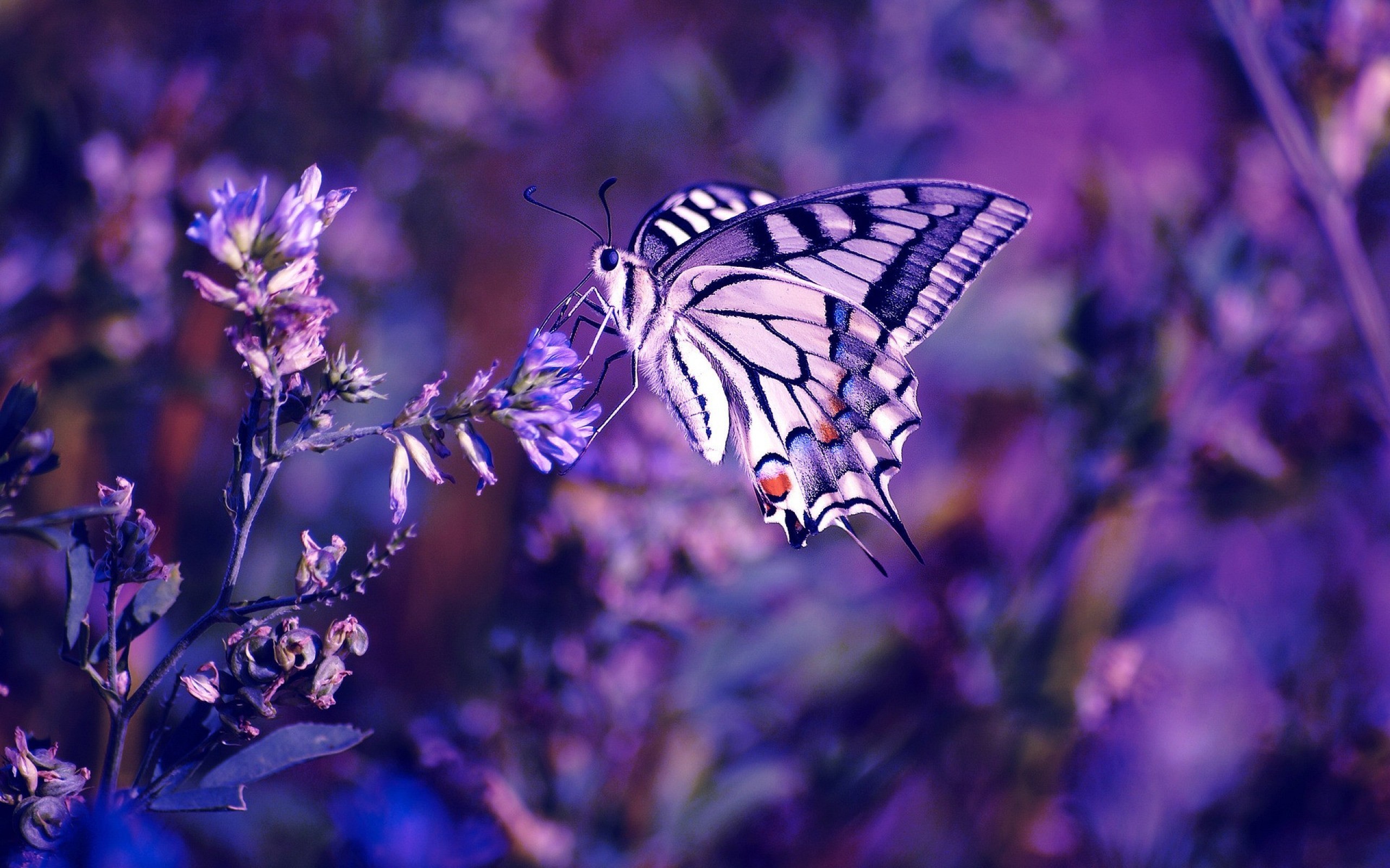 butterflies, insects, blue HD wallpaper