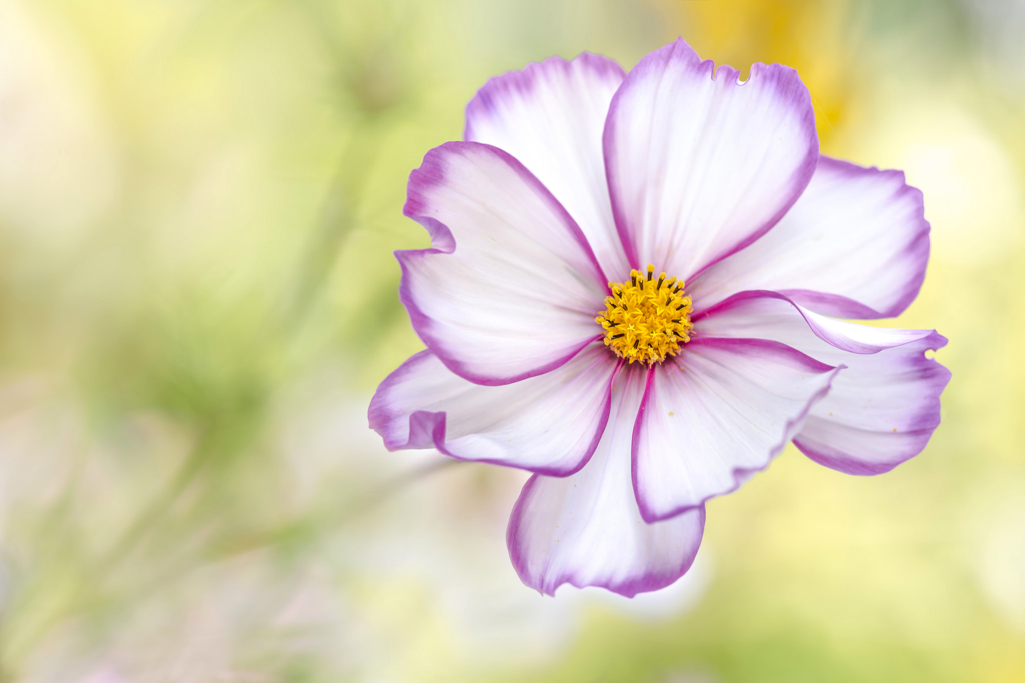 Laden Sie das Blumen, Blume, Nahansicht, Gänseblümchen, Weiße Blume, Erde/natur, Kosmeen-Bild kostenlos auf Ihren PC-Desktop herunter