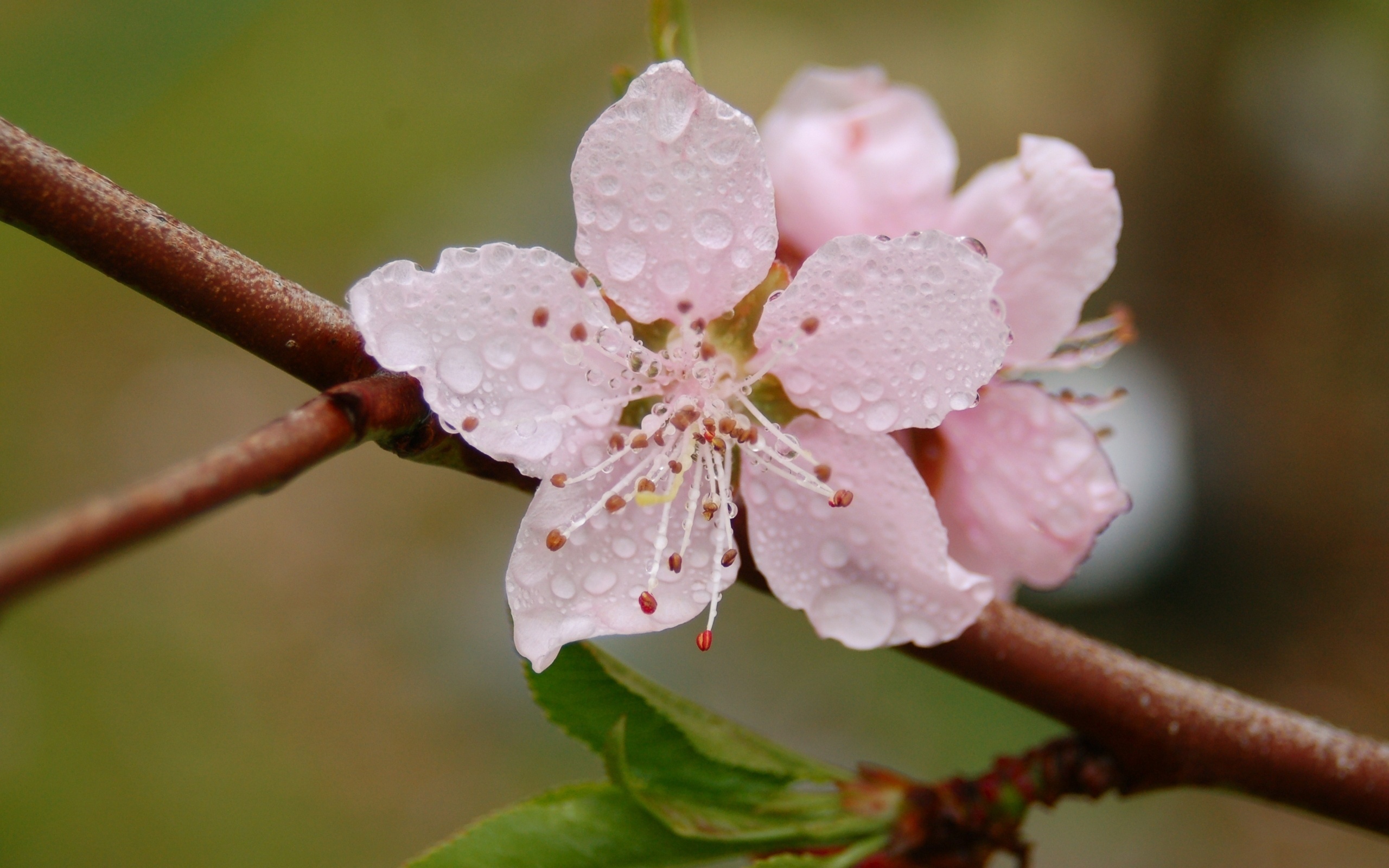 Download mobile wallpaper Blossom, Flowers, Earth for free.