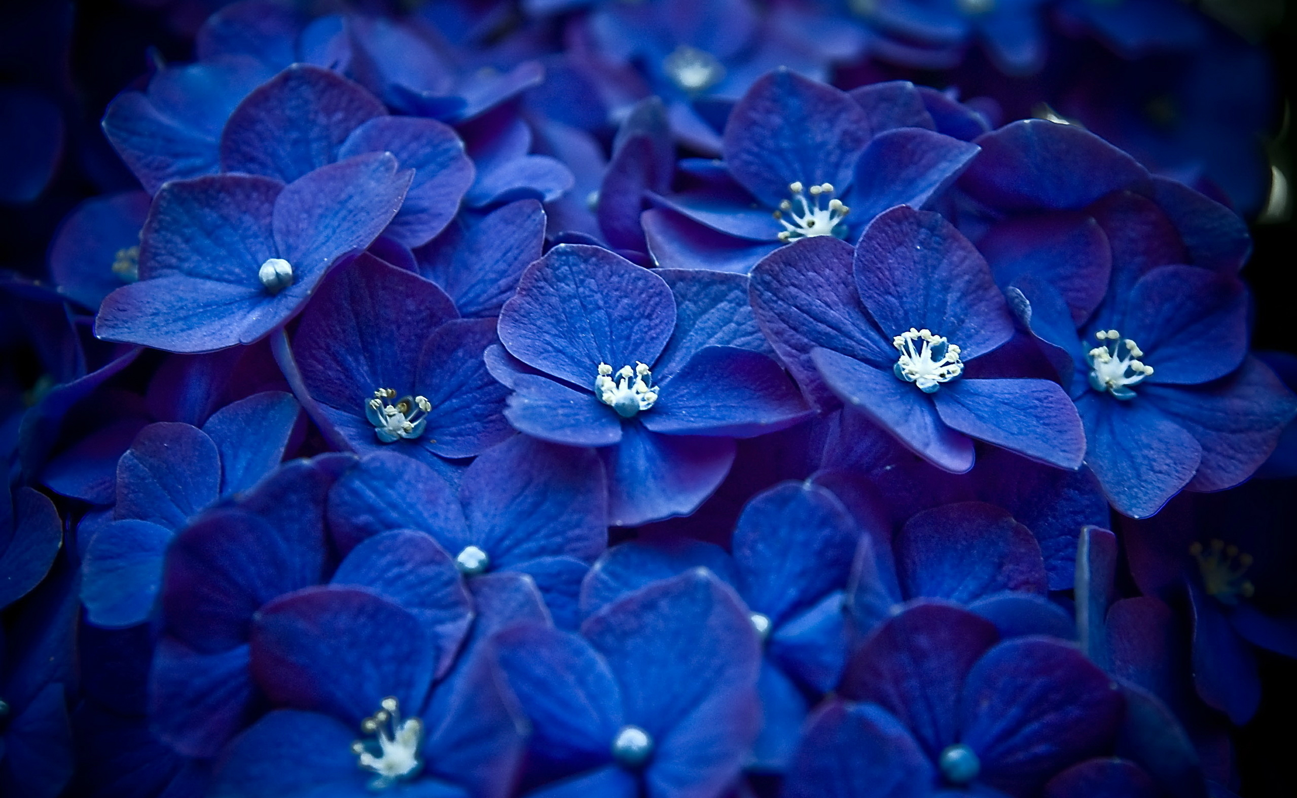 Download mobile wallpaper Flowers, Flower, Close Up, Earth, Hydrangea, Blue Flower for free.