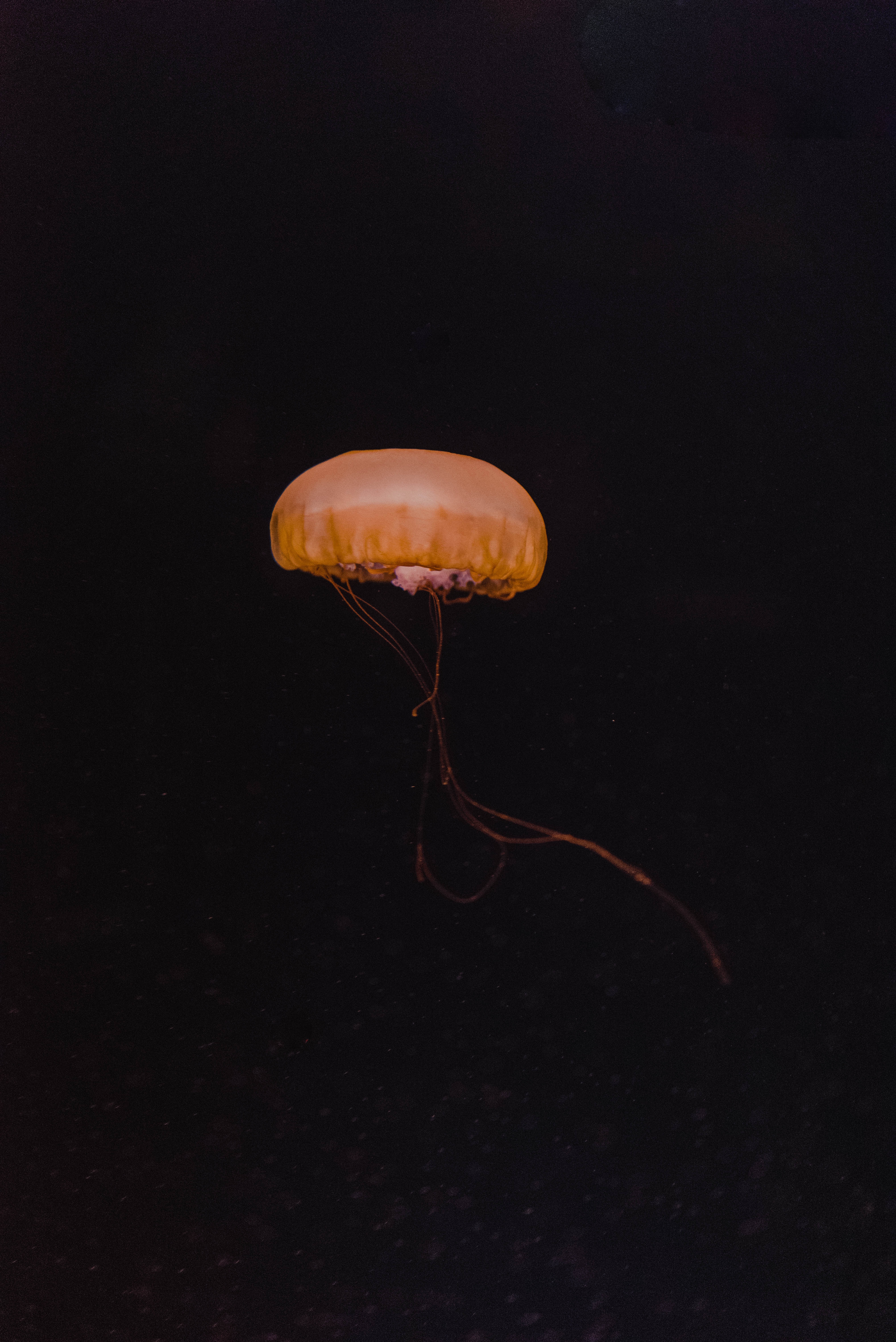 94694 скачать картинку подводный мир, минимализм, медуза, темный, желтый, глубина - обои и заставки бесплатно