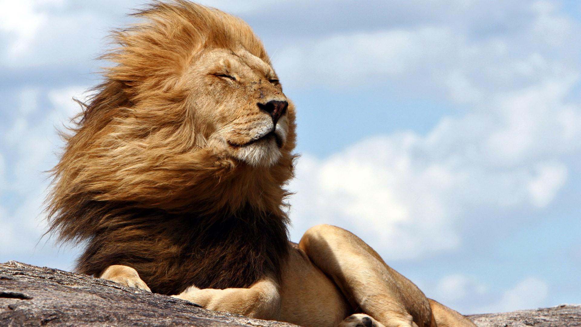 460239 descargar imagen animales, león, viento, gatos: fondos de pantalla y protectores de pantalla gratis
