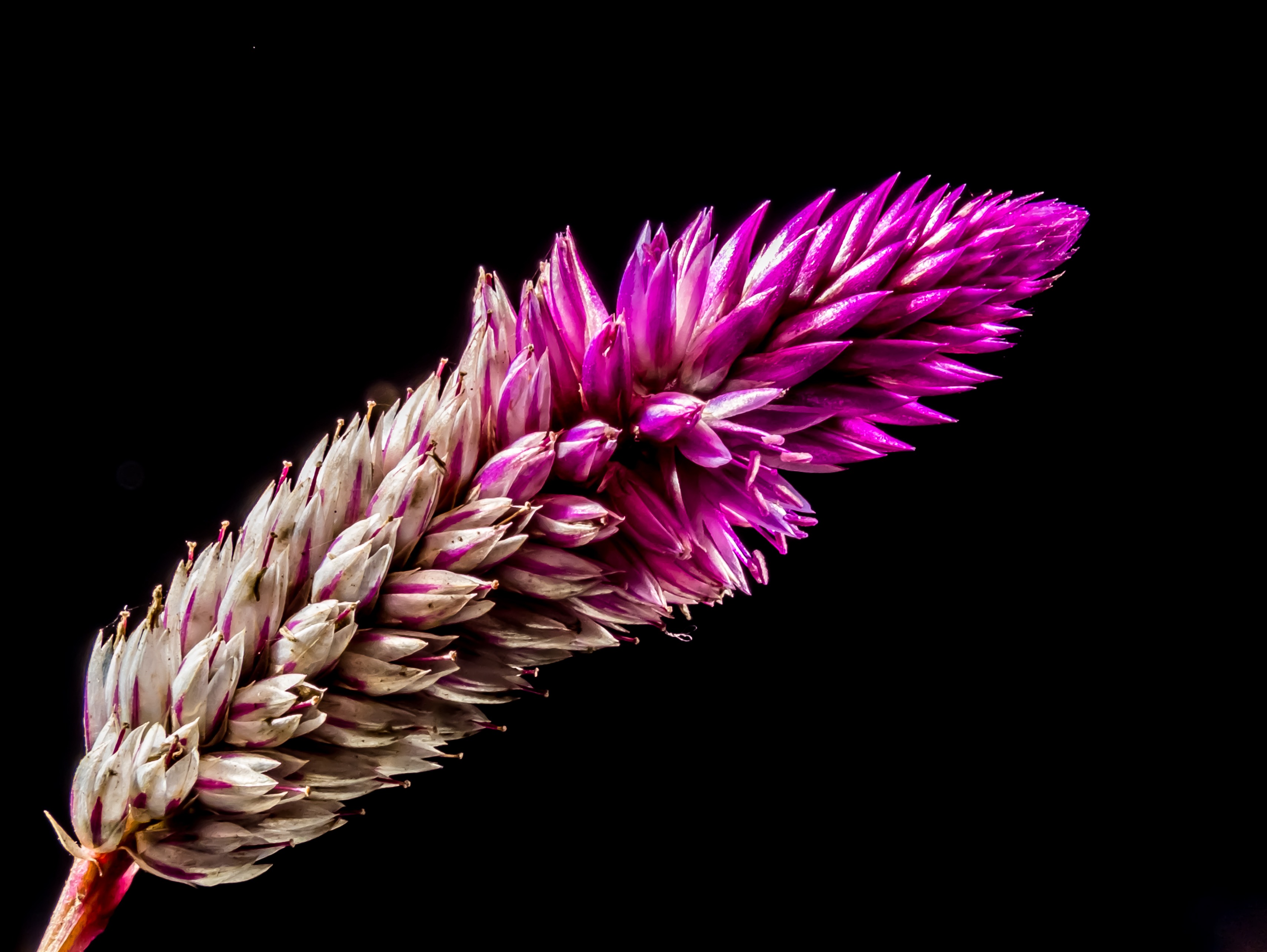 Free download wallpaper Flowers, Flower, Earth, Purple Flower, Wildflower on your PC desktop