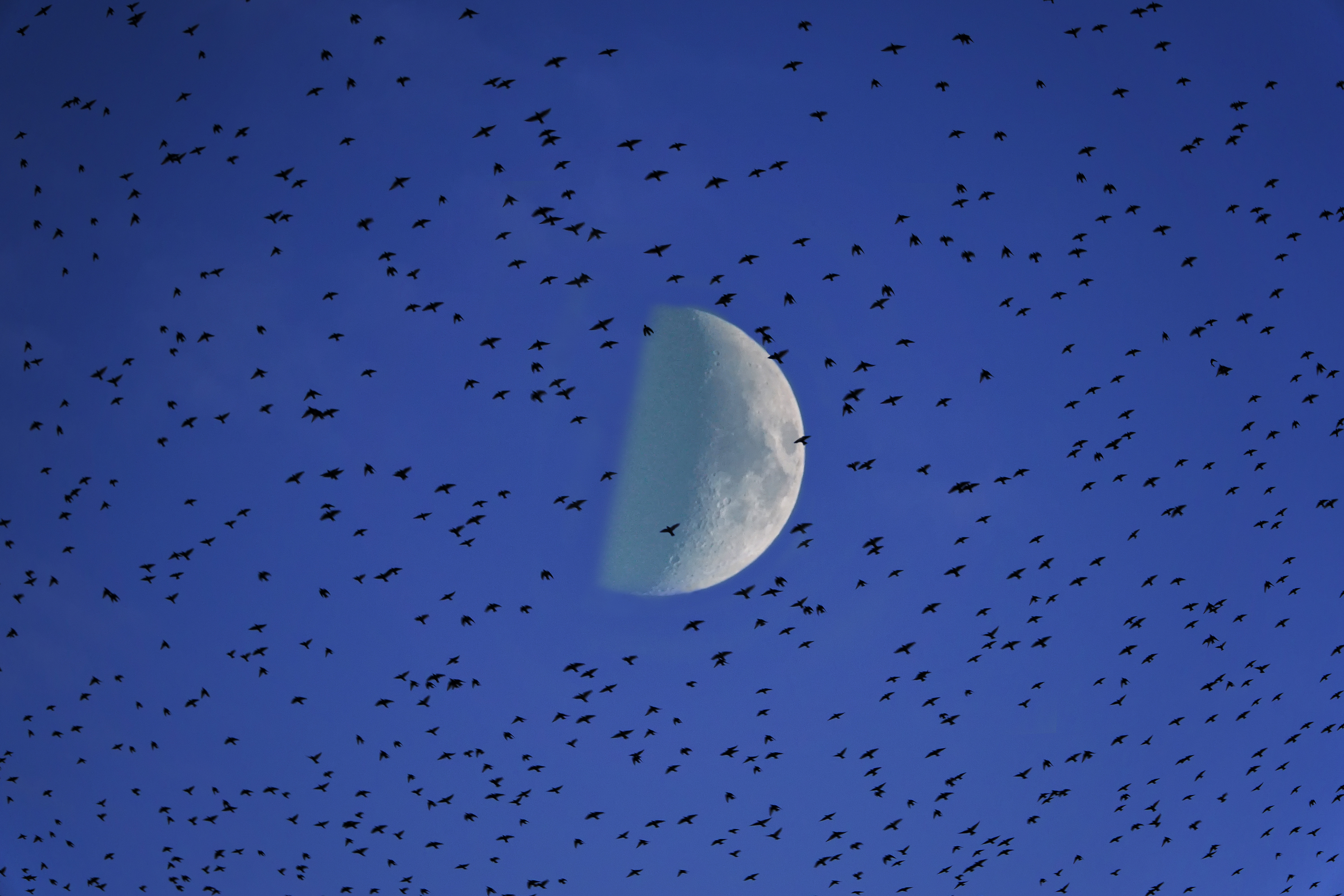 Téléchargez des papiers peints mobile Nature, Sky, Troupeau, Lune, Oiseaux gratuitement.