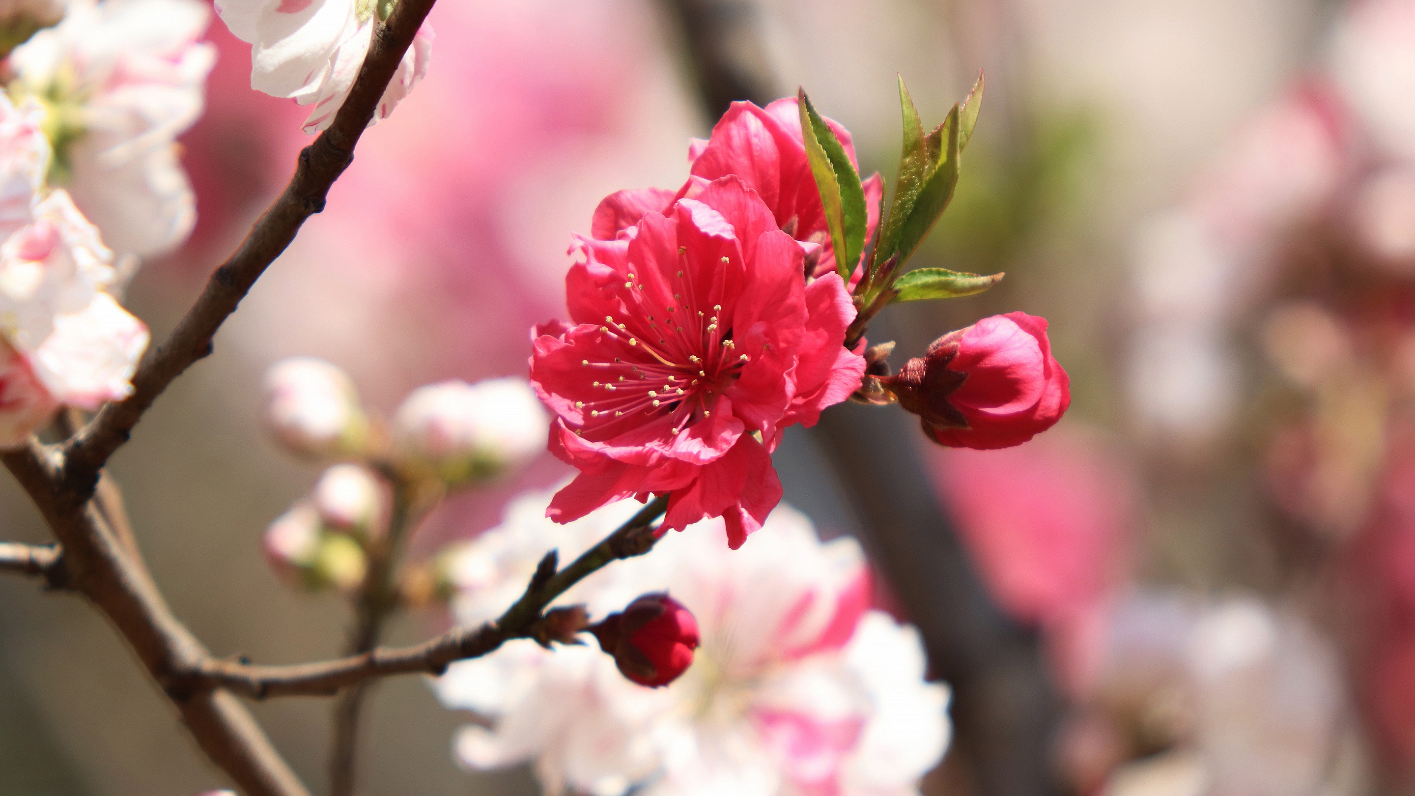 Скачати мобільні шпалери Сакура, Цвітіння, Земля, Весна, Відділення безкоштовно.