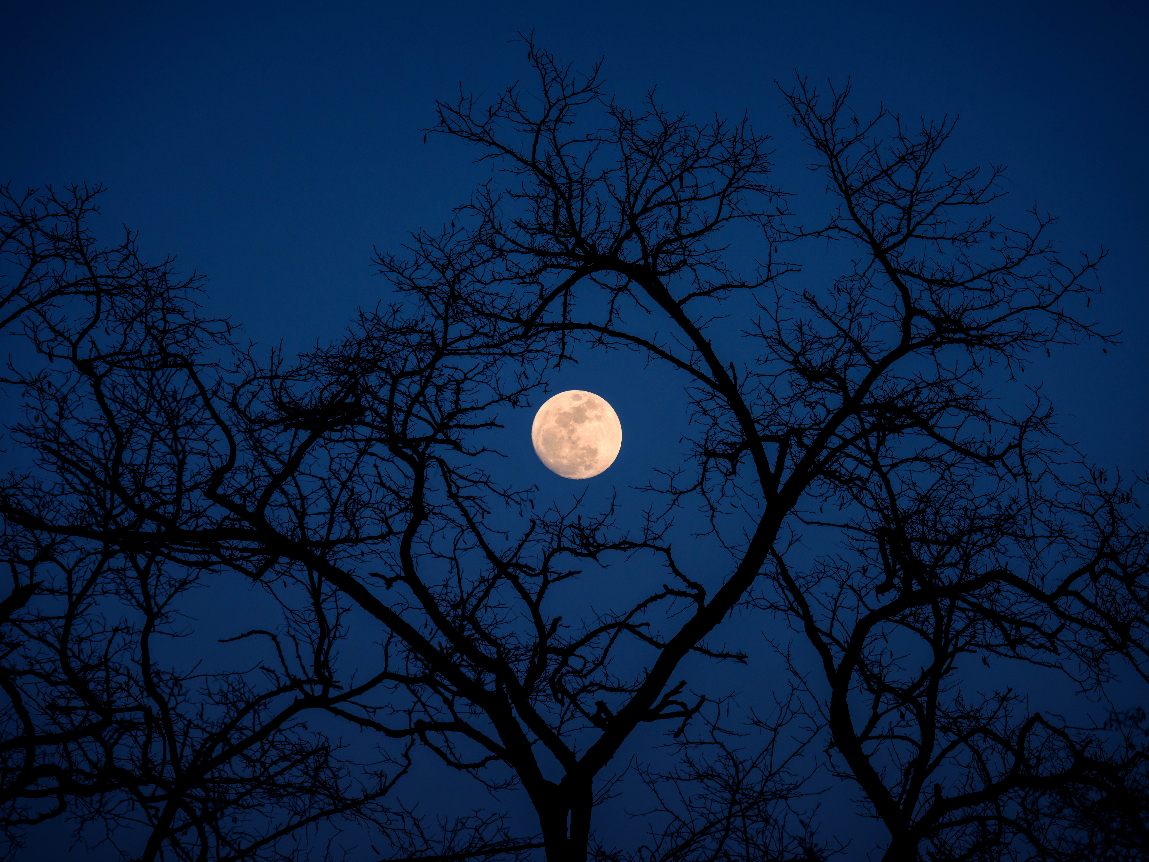 Download mobile wallpaper Sky, Night, Moon, Tree, Branch, Earth for free.