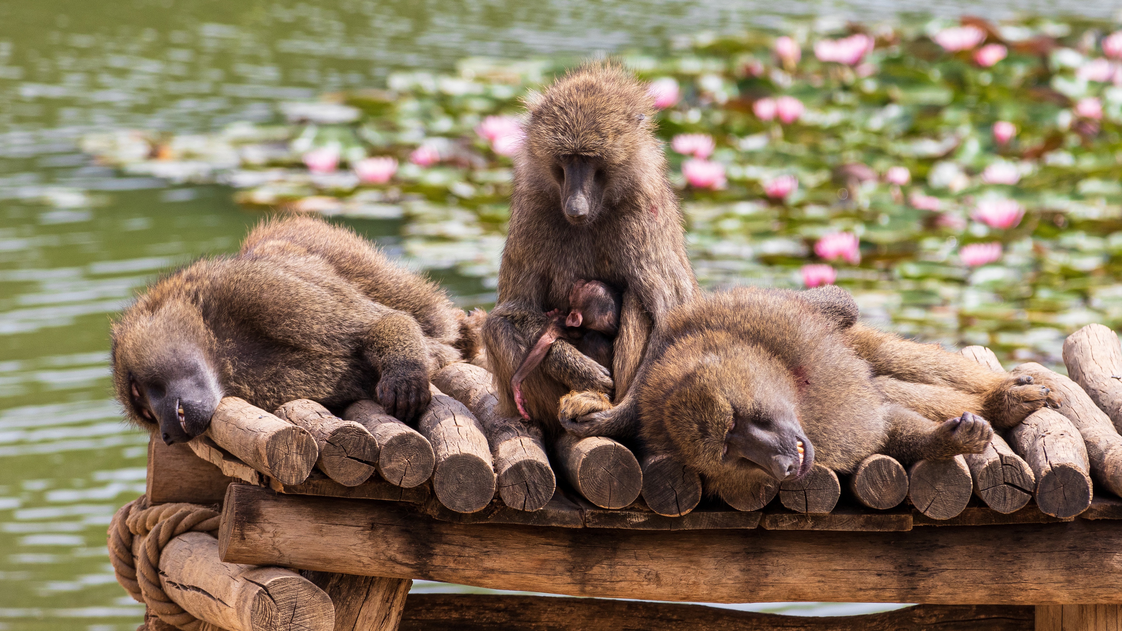 Laden Sie das Tiere, Affen, Olivenpavian-Bild kostenlos auf Ihren PC-Desktop herunter
