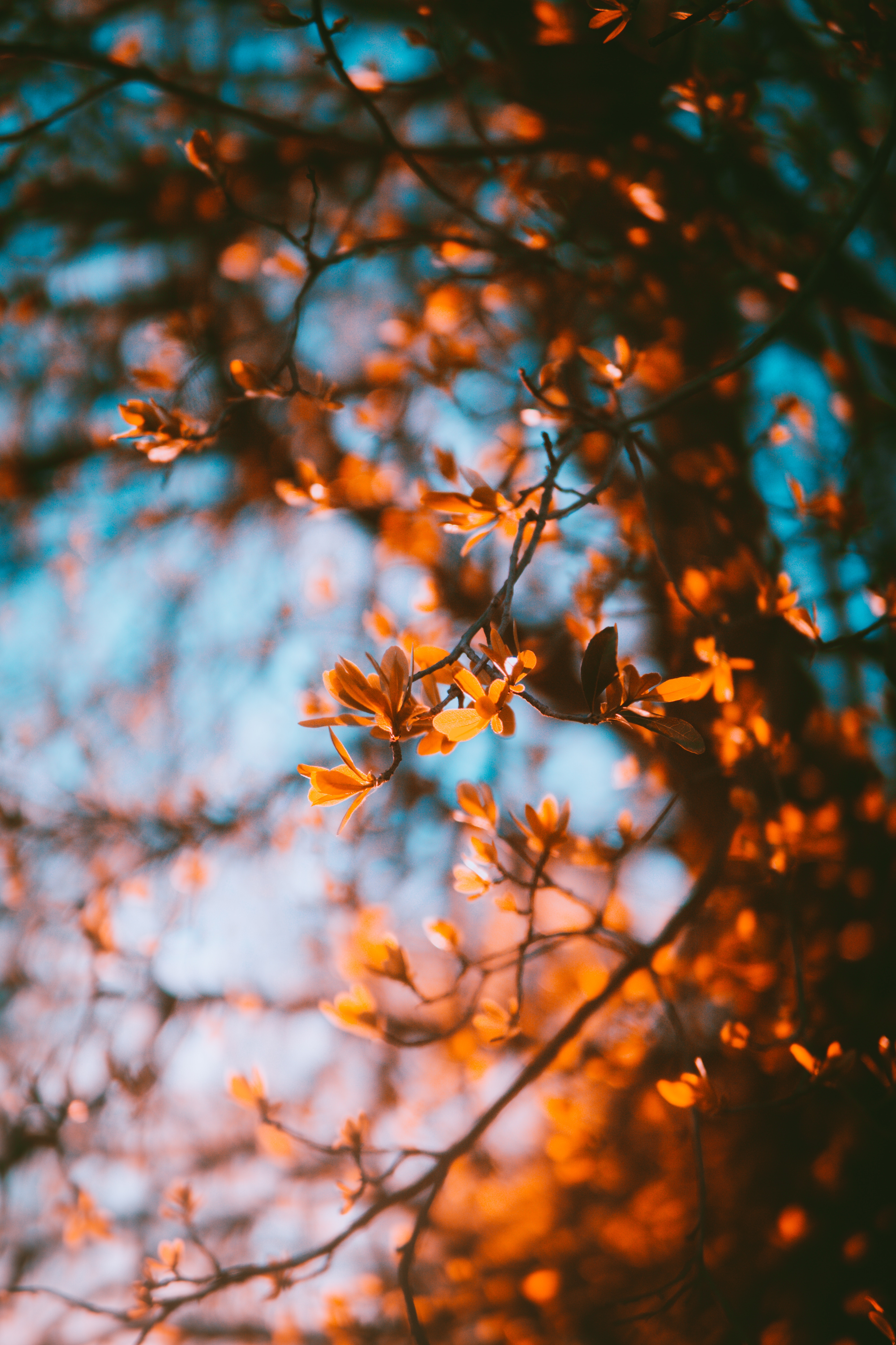 autumn, smooth, nature, leaves, blur, branches Full HD
