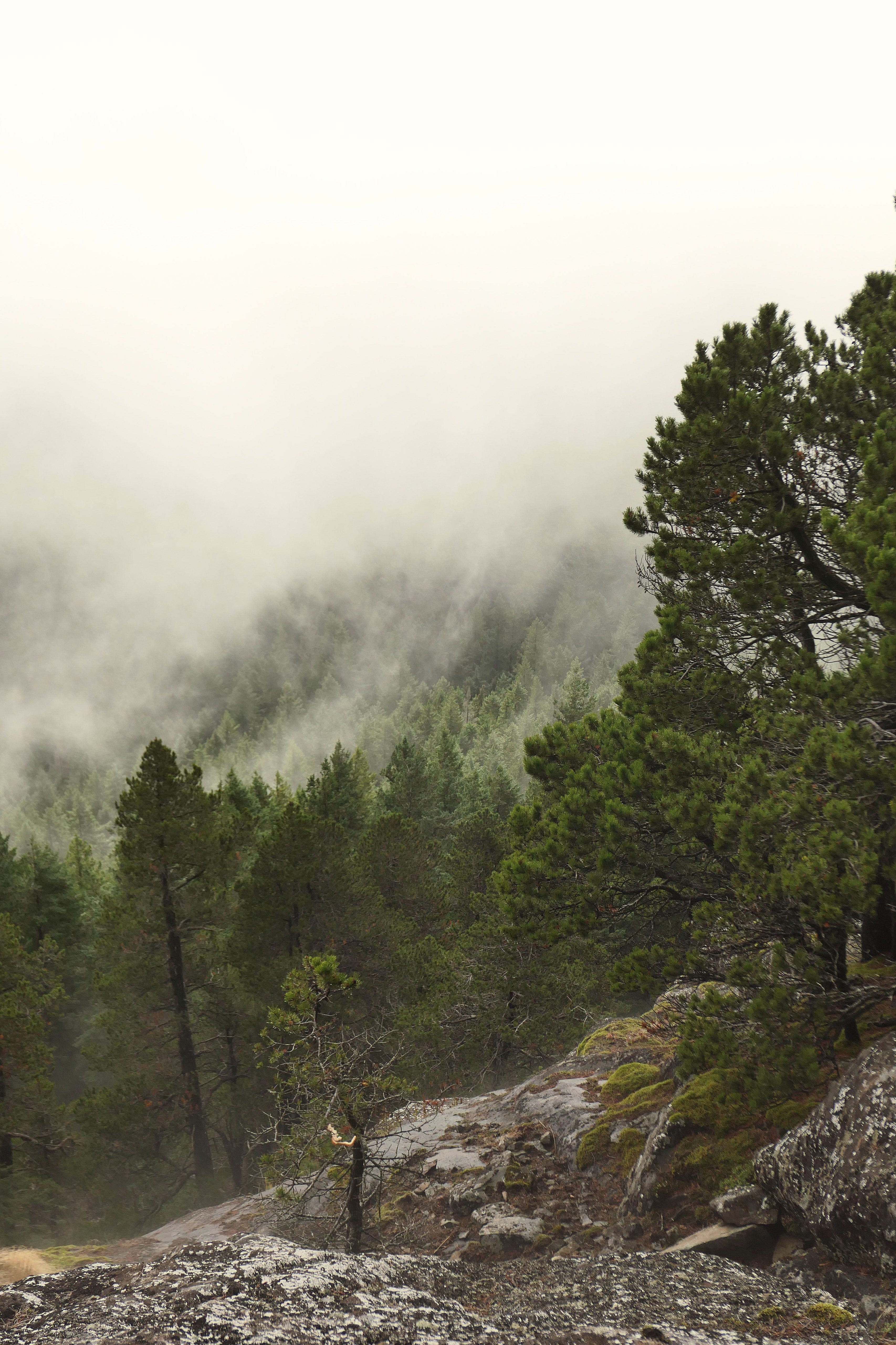 Скачать картинку Скалы, Туман, Деревья, Облака, Лес, Природа в телефон бесплатно.