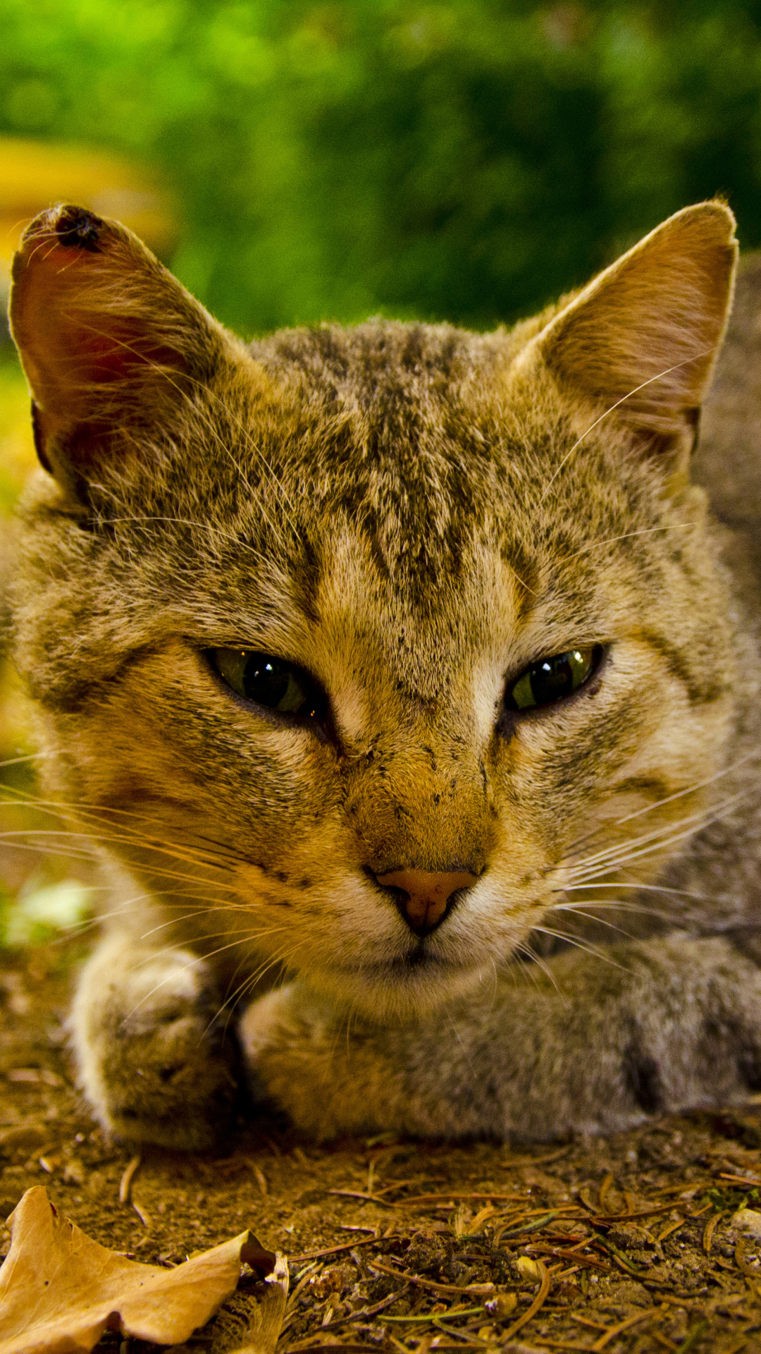 Handy-Wallpaper Tiere, Katzen, Katze, Auge kostenlos herunterladen.