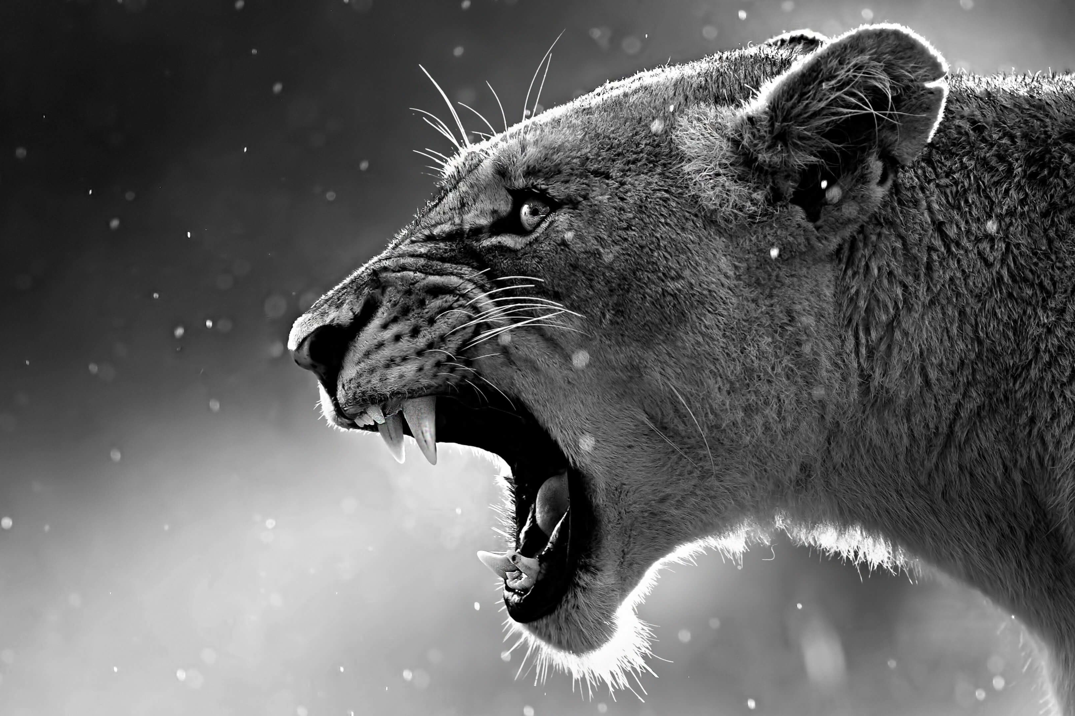 Download mobile wallpaper Cats, Lion, Animal, Black & White for free.