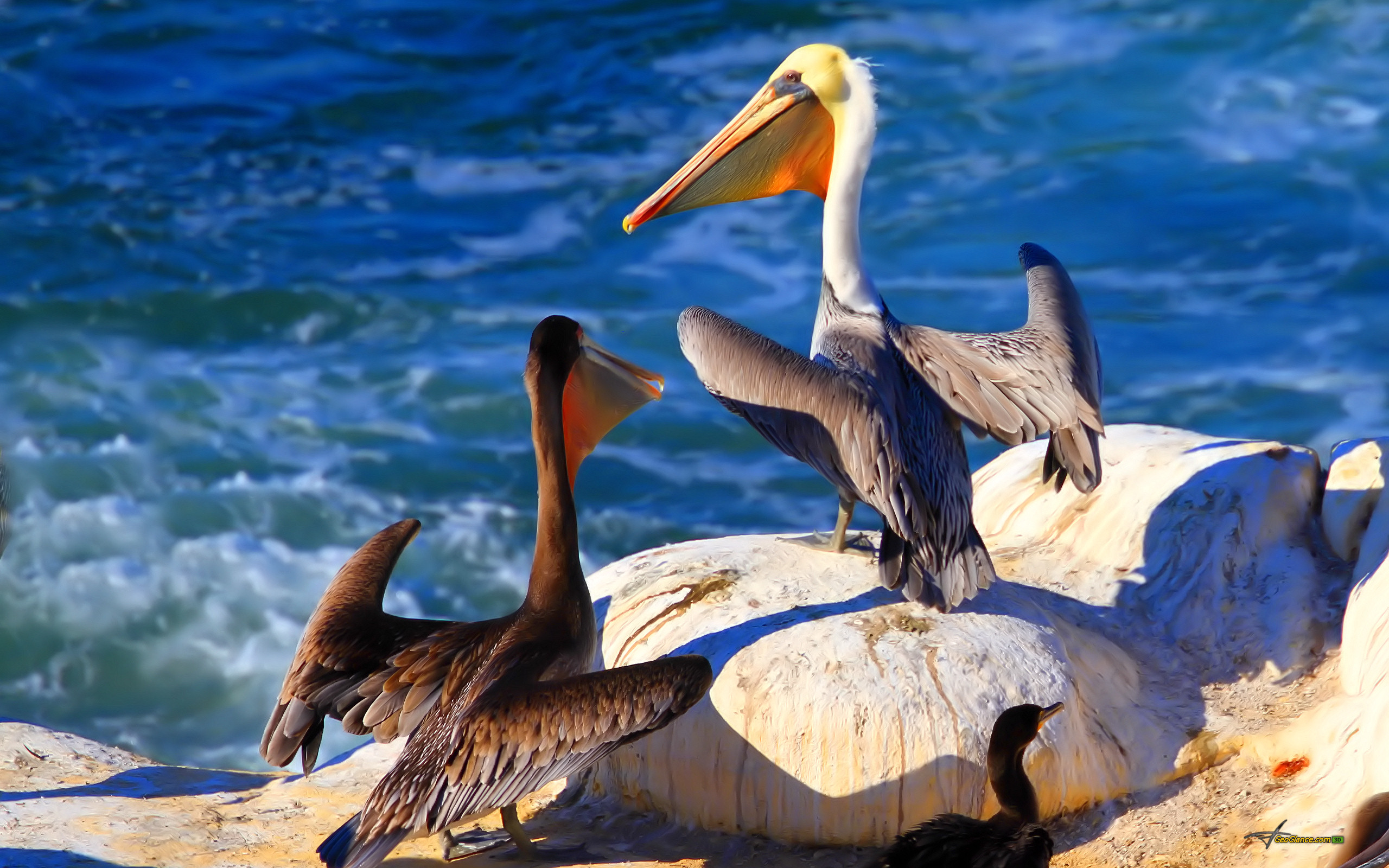 Free download wallpaper Birds, Bird, Animal, Pelican on your PC desktop