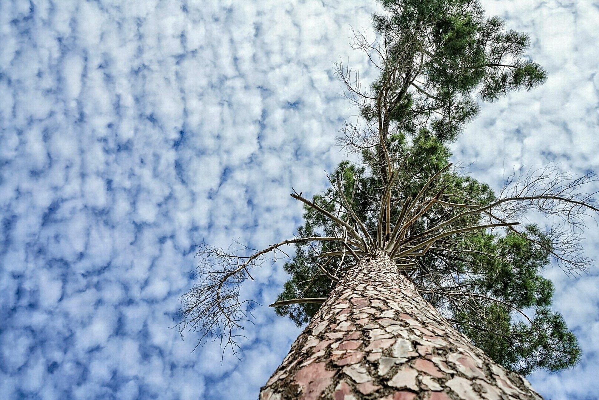 Download mobile wallpaper Nature, Trees, Sky, Tree, Earth, Cloud, Pine Tree for free.