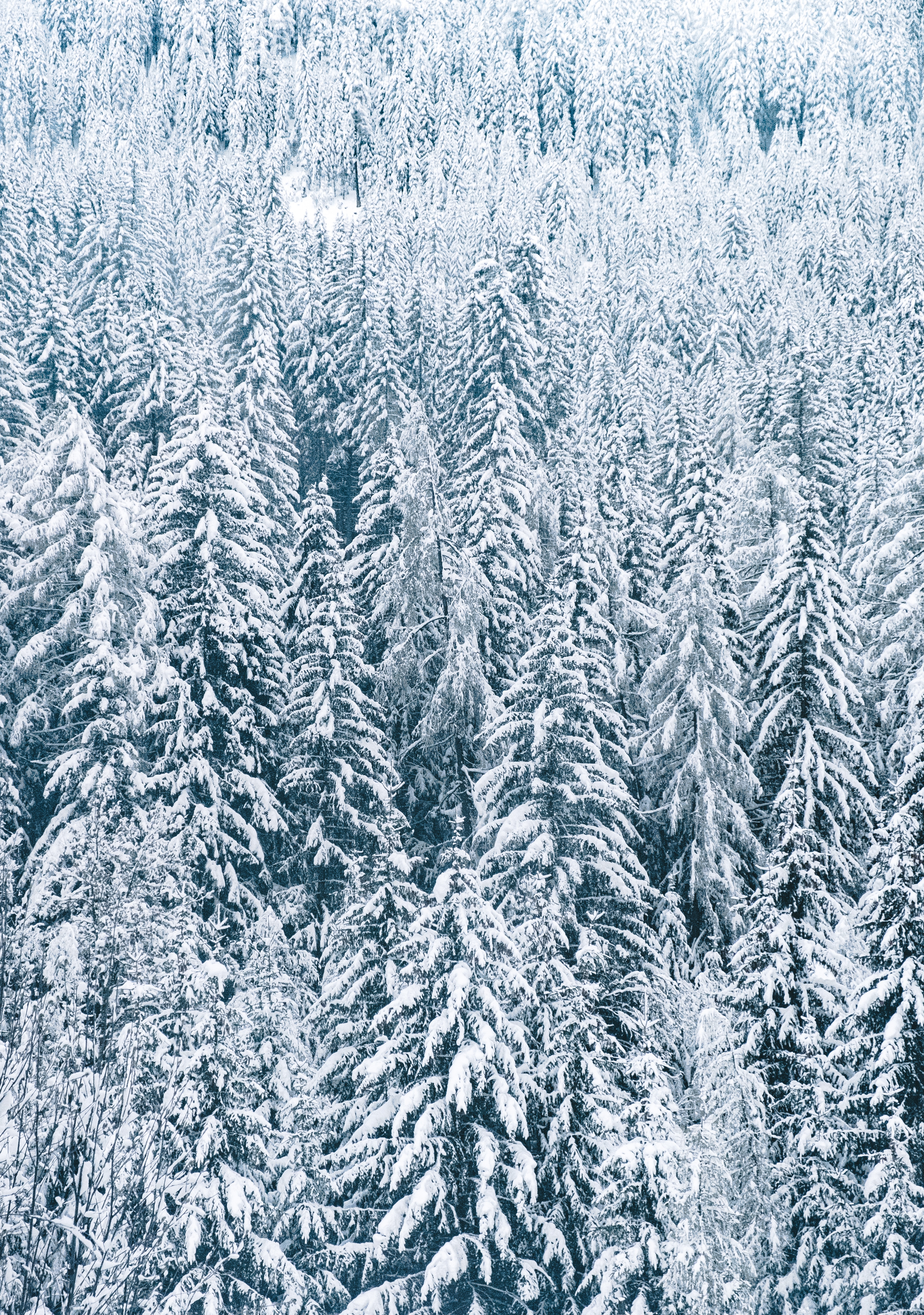 Baixar papel de parede para celular de Inverno, Natureza, Árvores, Figueiras, Neve, Floresta gratuito.