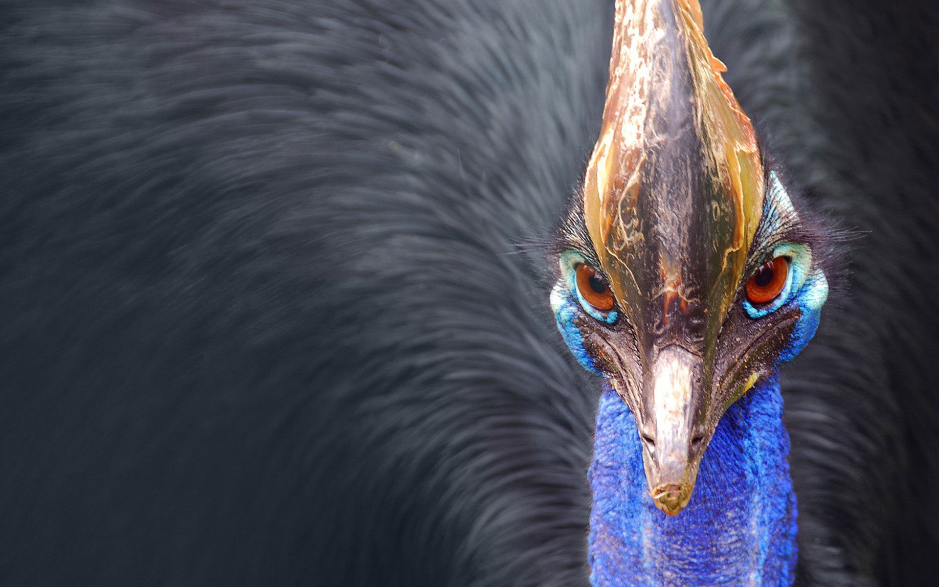Free download wallpaper Animals, Bird, Feather, Beak, Peacock on your PC desktop