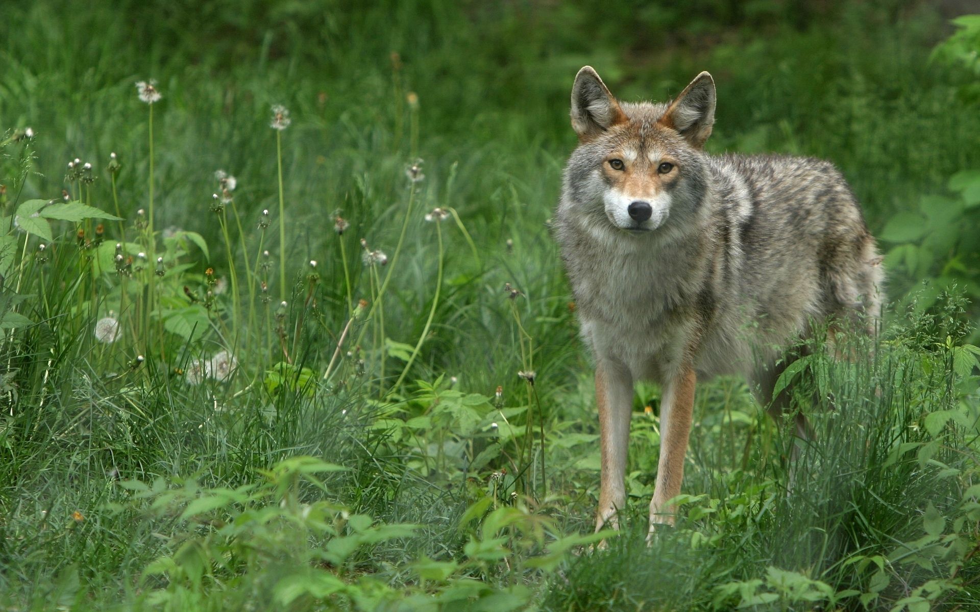 Download mobile wallpaper Sight, Opinion, Animals, Grass, Stroll, Wolf for free.
