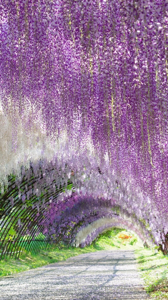 Download mobile wallpaper Flowers, Flower, Earth, Tunnel, Wisteria, White Flower, Purple Flower for free.