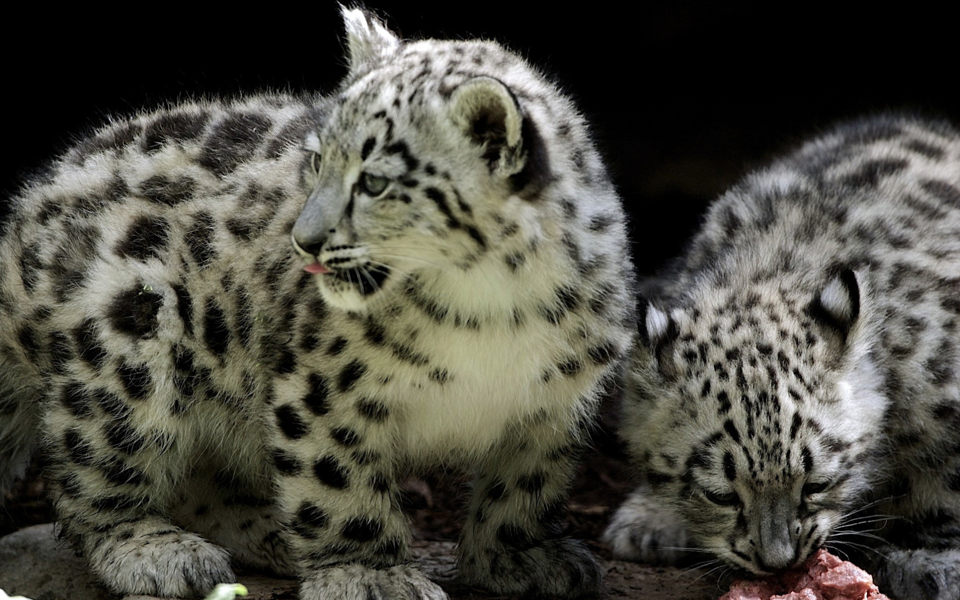 Download mobile wallpaper Snow Leopard, Cats, Animal for free.