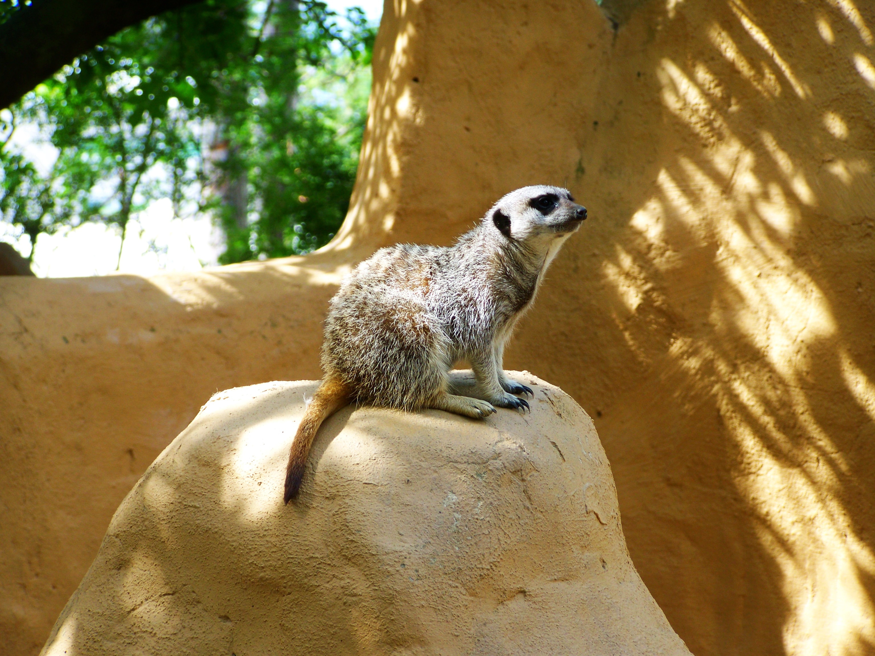110323 baixar papel de parede animais, sentar, colina, meerkat, surikat, monte, jardim zoológico - protetores de tela e imagens gratuitamente