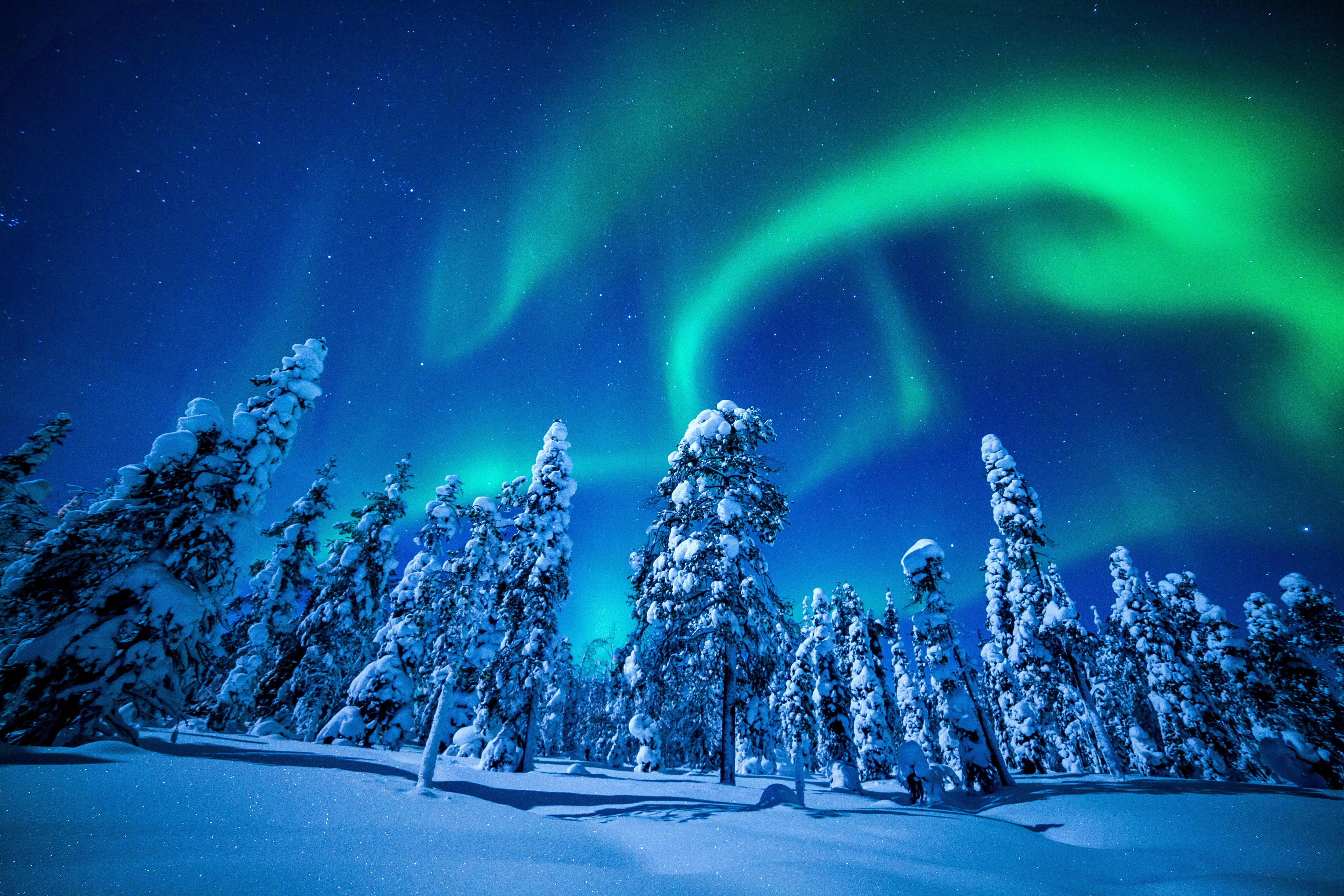 Скачать картинку Зима, Лес, Северное Сияние, Земля/природа в телефон бесплатно.