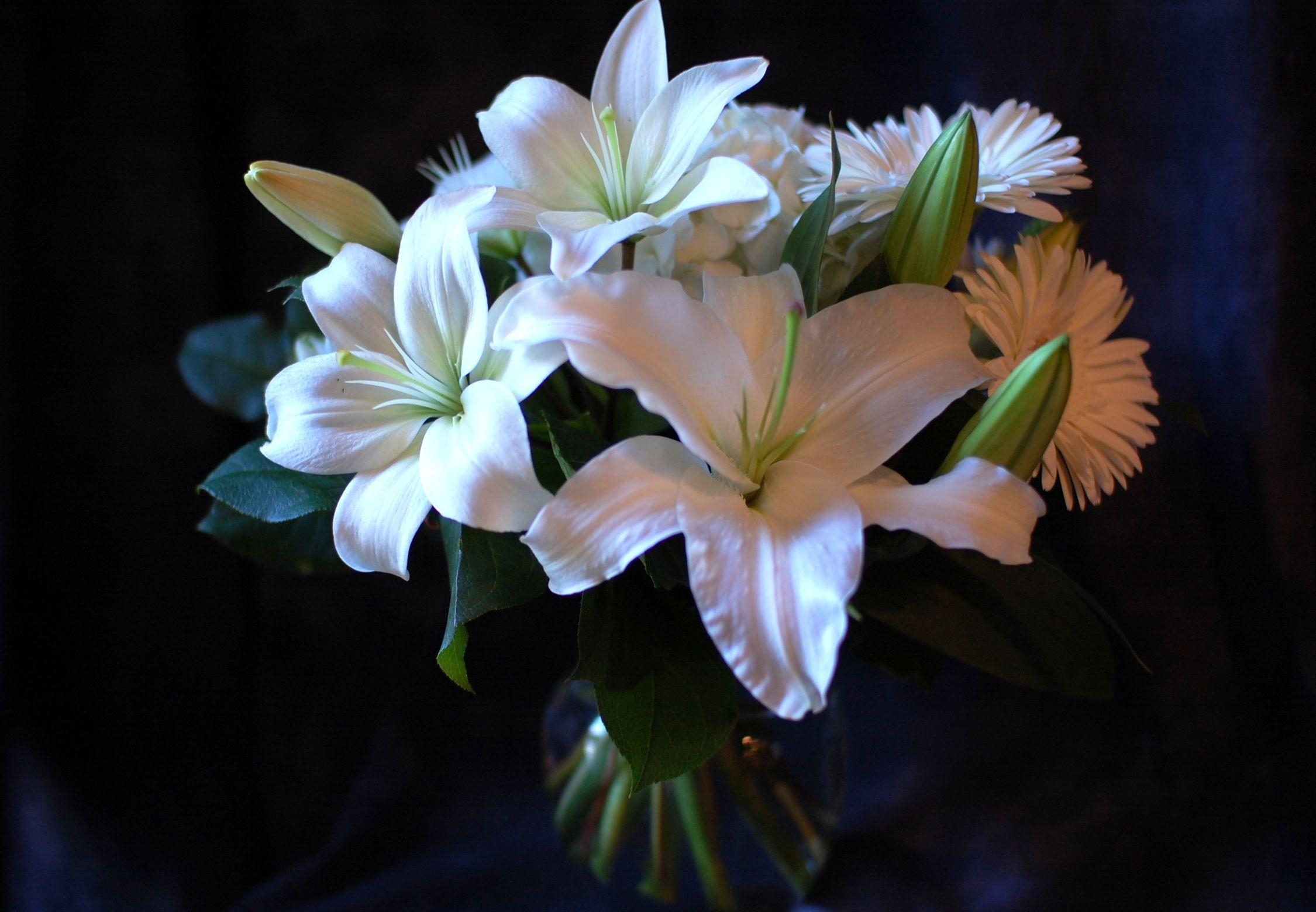 gerberas, flowers, lilies, white, bouquet iphone wallpaper