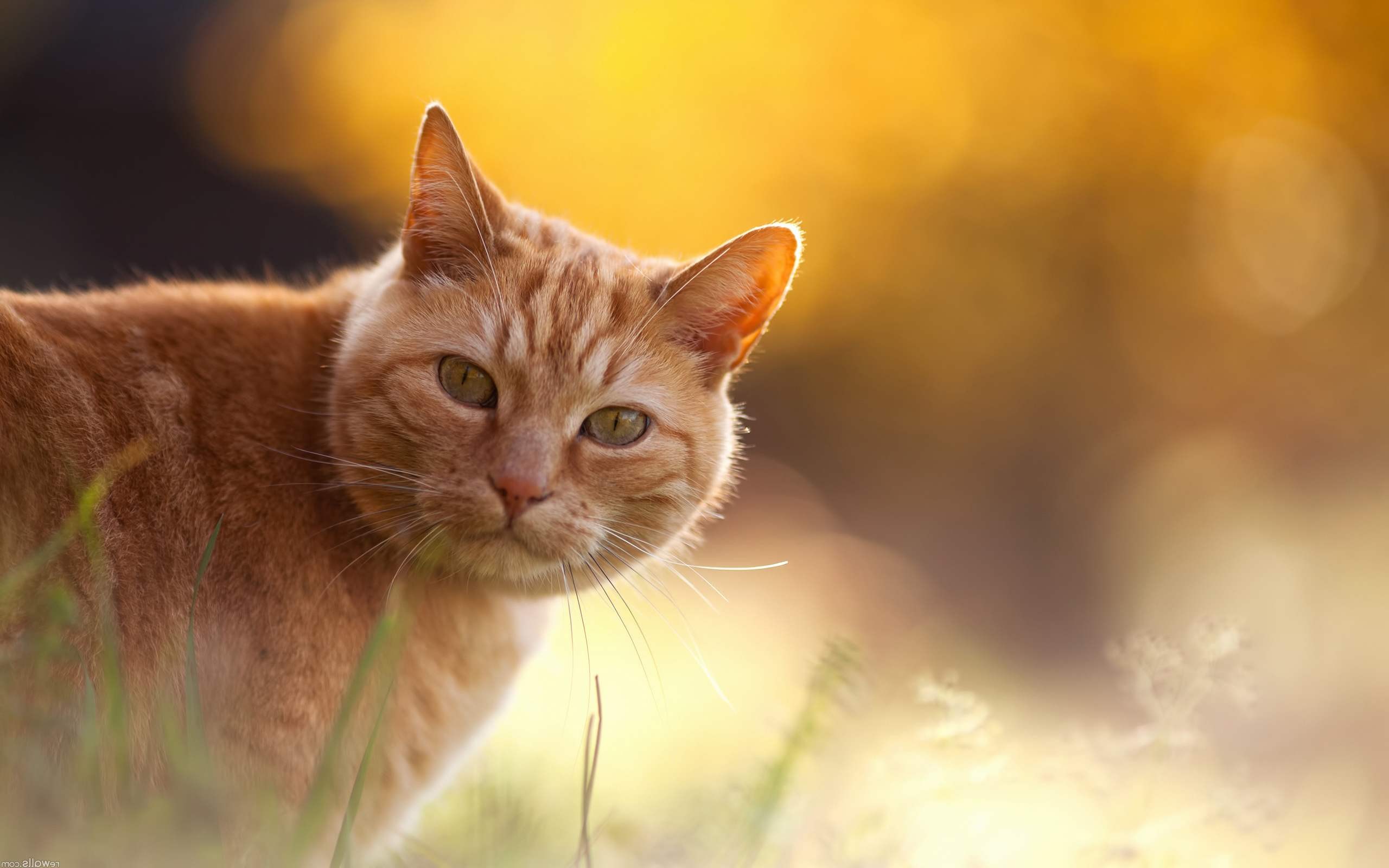Download mobile wallpaper Cat, Animal for free.