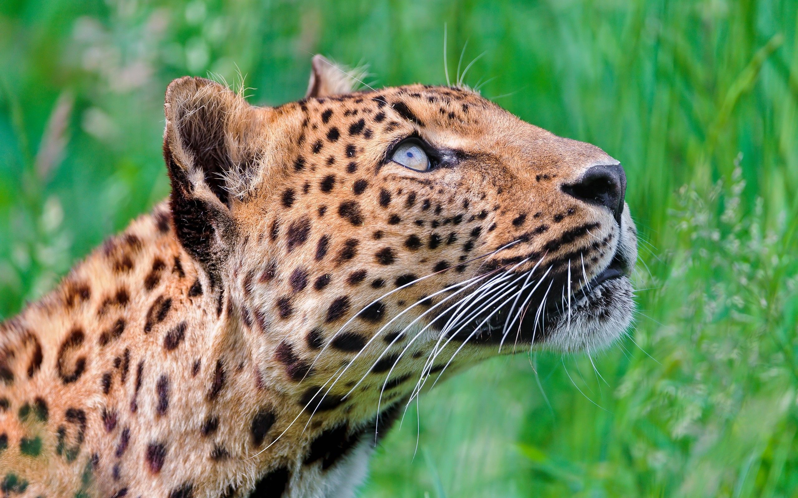 stroll, animals, grass, jaguar, leopard