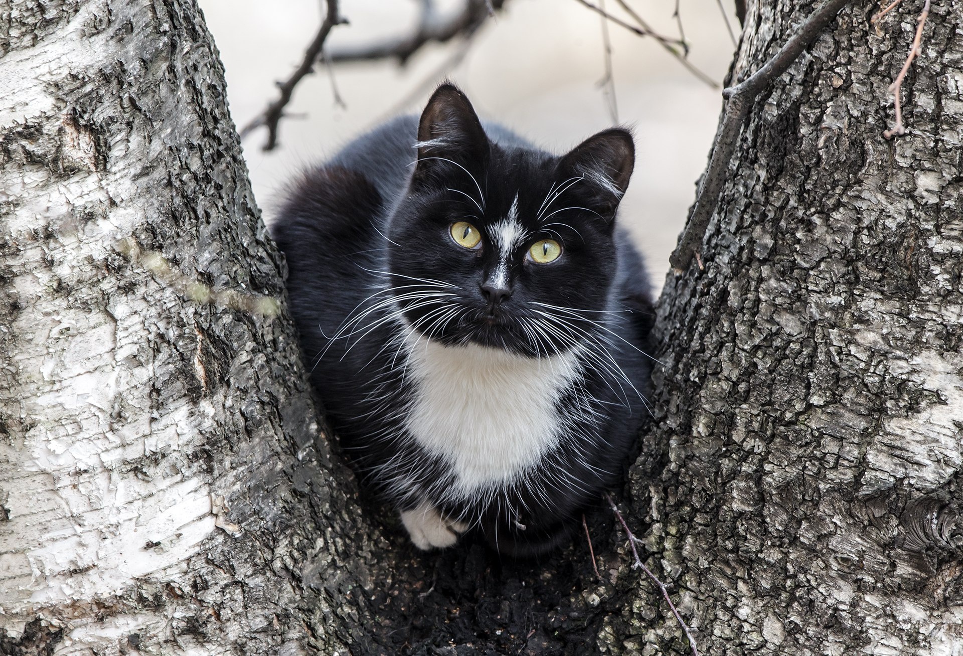 PCデスクトップに動物, ネコ, 猫画像を無料でダウンロード