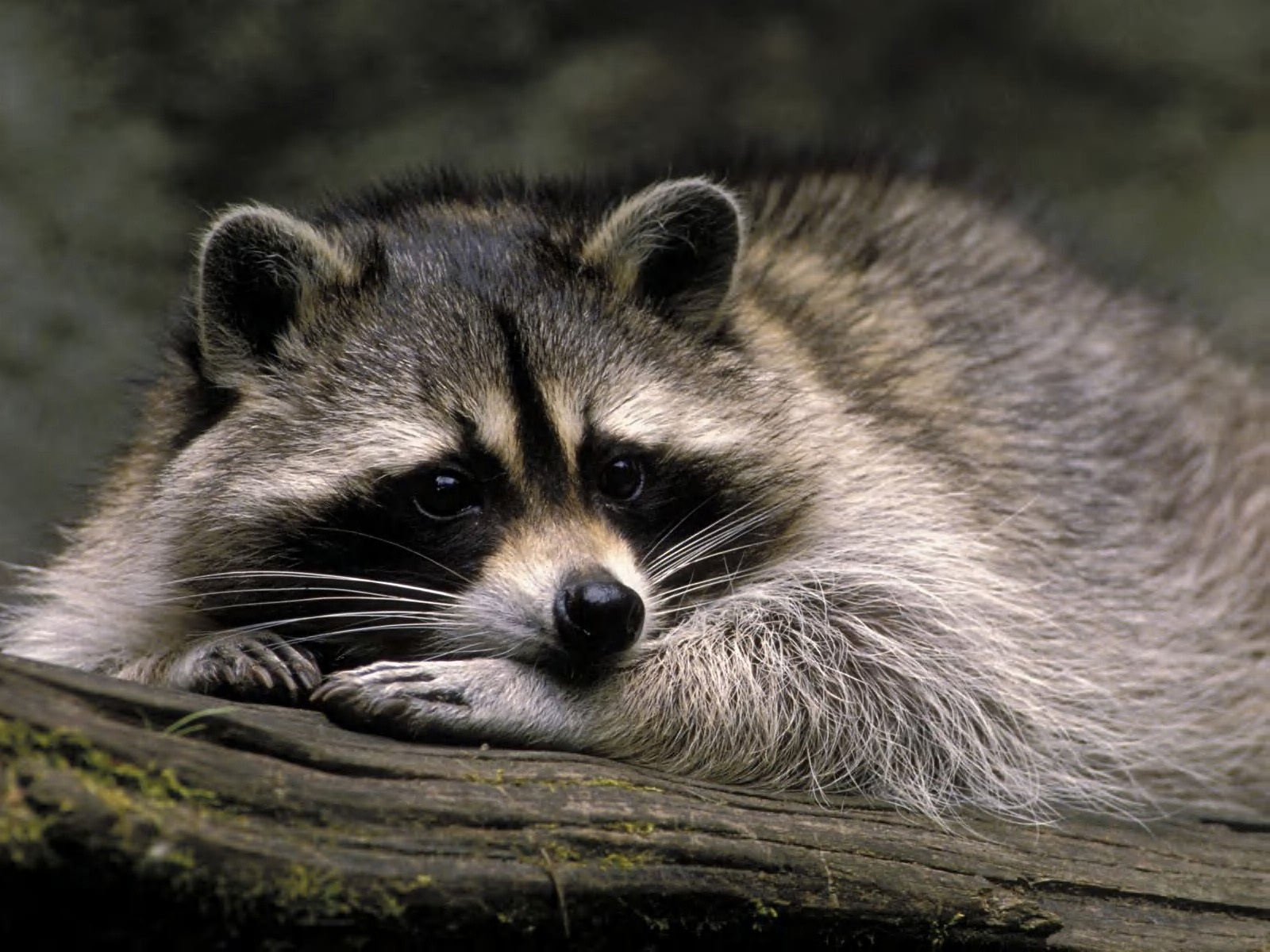 Download mobile wallpaper Animal, Raccoon for free.