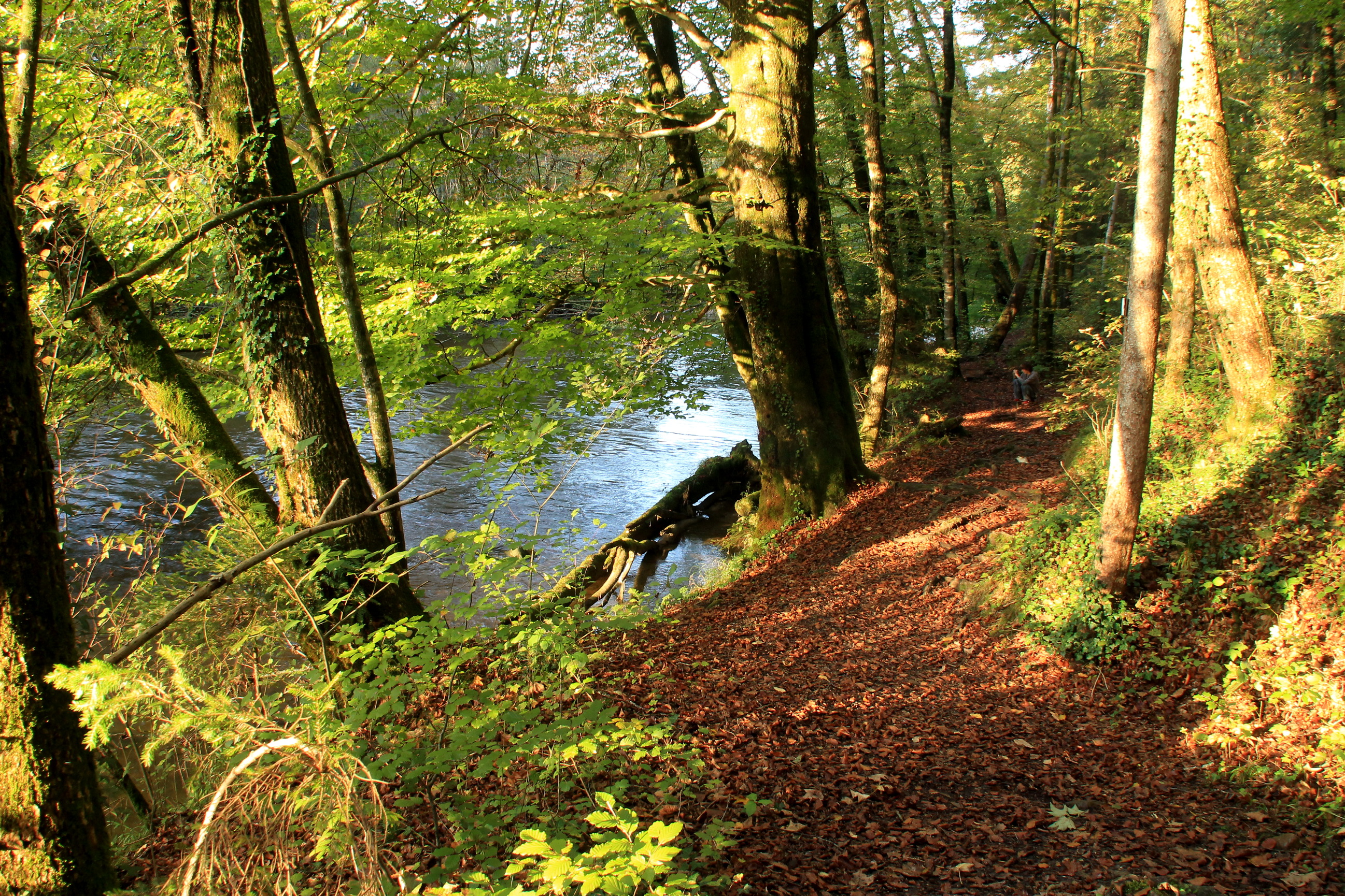 Handy-Wallpaper Wald, Erde/natur kostenlos herunterladen.