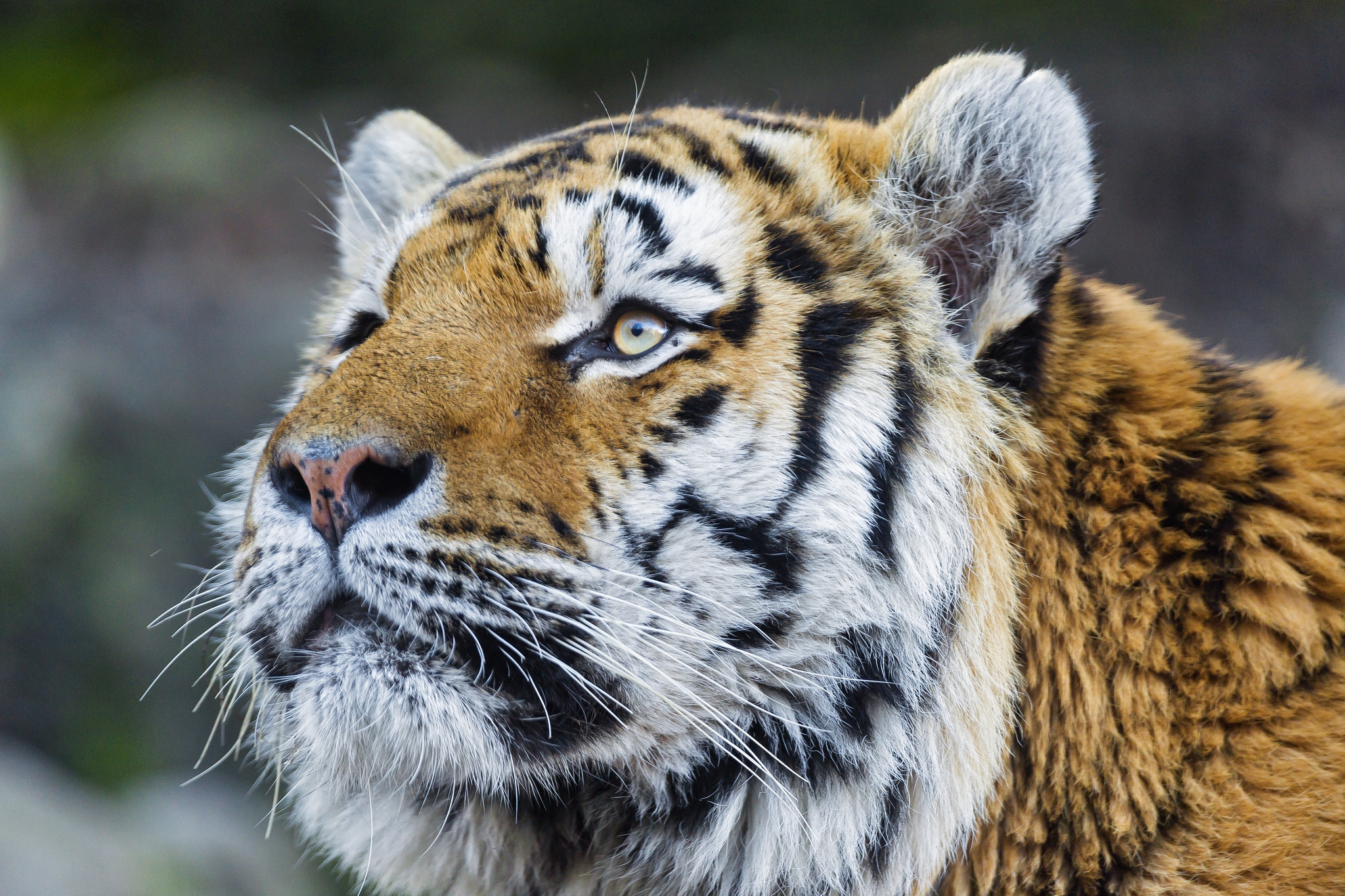 Windows Backgrounds animals, muzzle, tiger, fat, thick