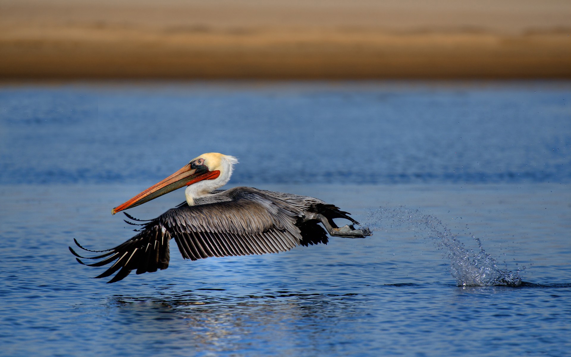 314932 Hintergrundbild herunterladen tiere, pelikan, vögel - Bildschirmschoner und Bilder kostenlos