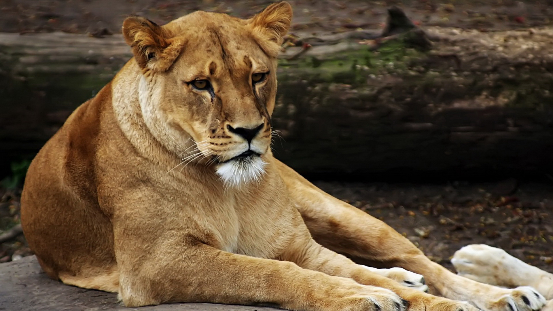 Descarga gratuita de fondo de pantalla para móvil de Animales, Gatos, León.