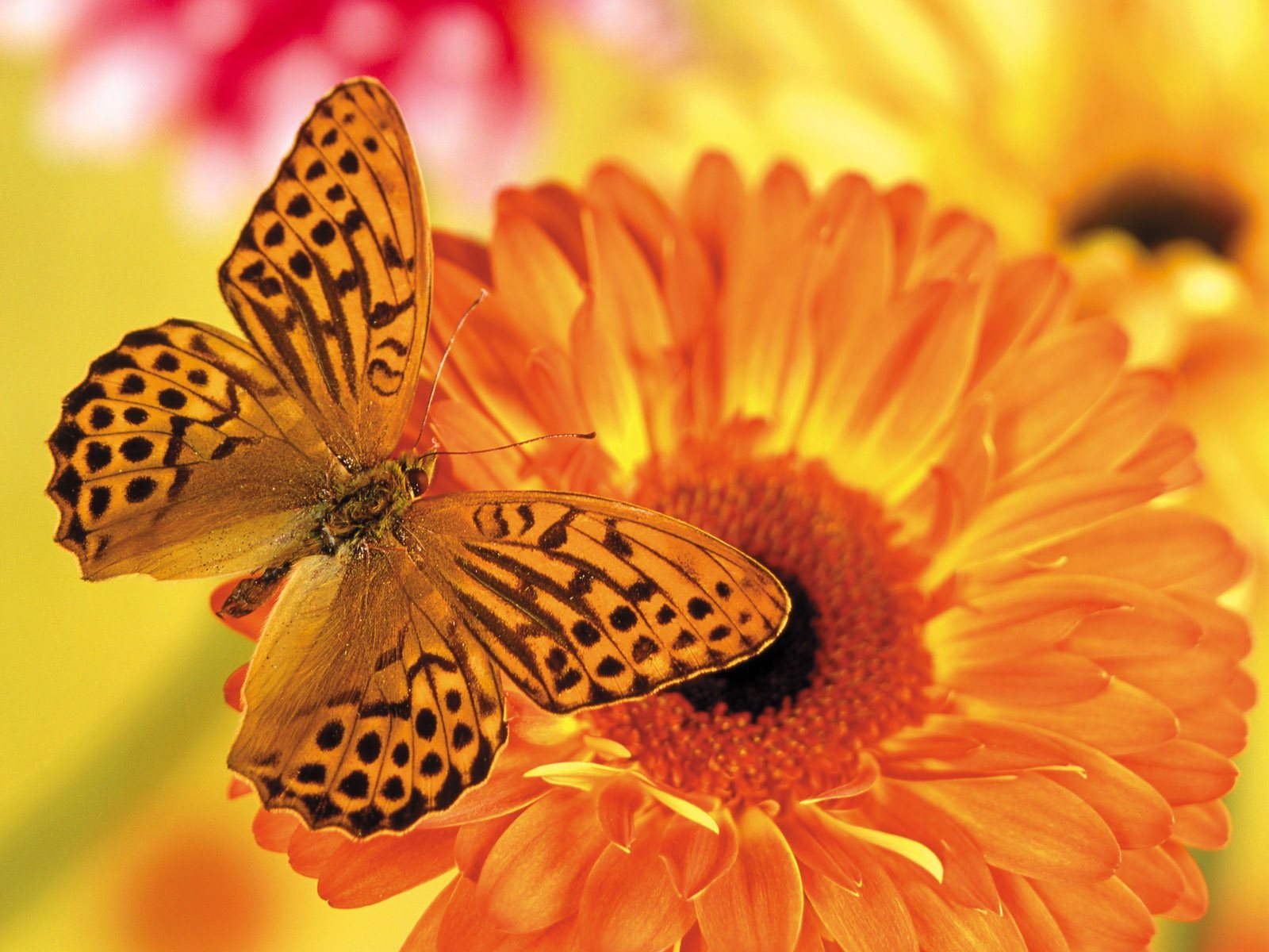 1920x1080 Background butterflies, insects, orange
