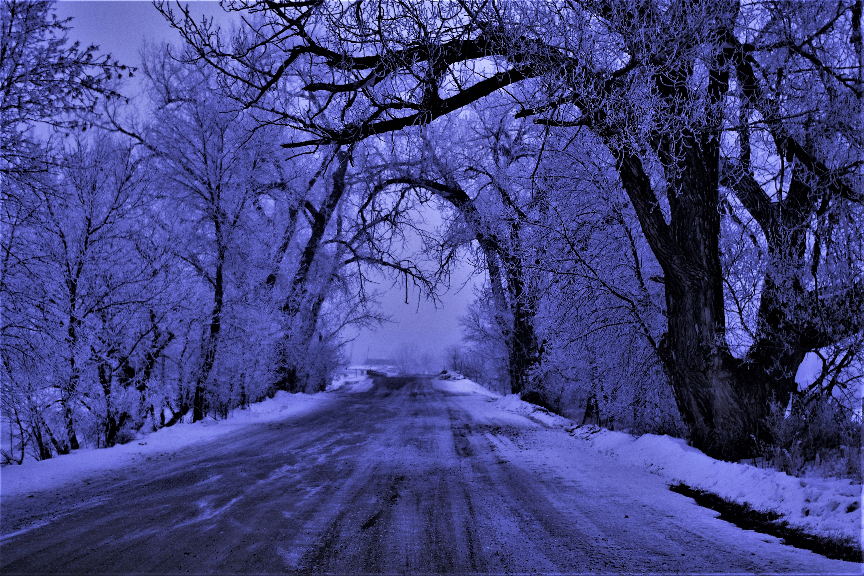 Laden Sie das Winter, Straße, Wald, Baum, Nebel, Erde/natur-Bild kostenlos auf Ihren PC-Desktop herunter