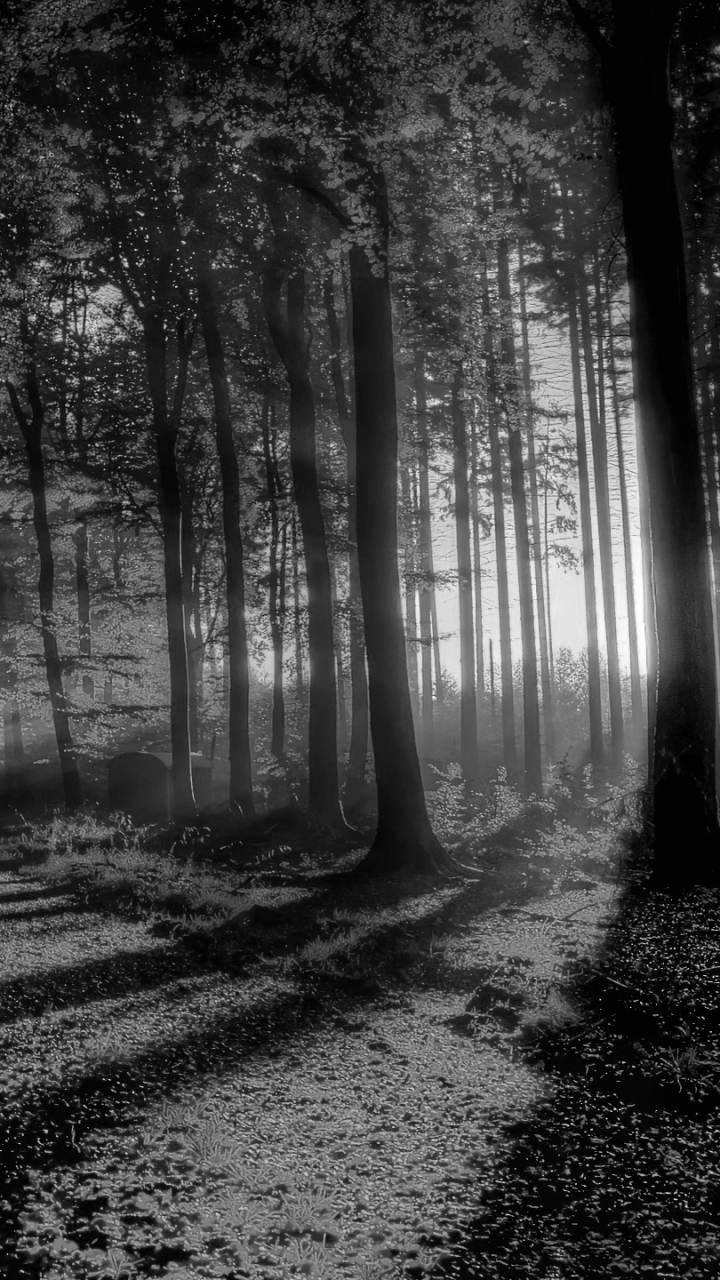Download mobile wallpaper Nature, Forest, Tree, Fall, Earth, Sunbeam, Black & White, Sunbean for free.