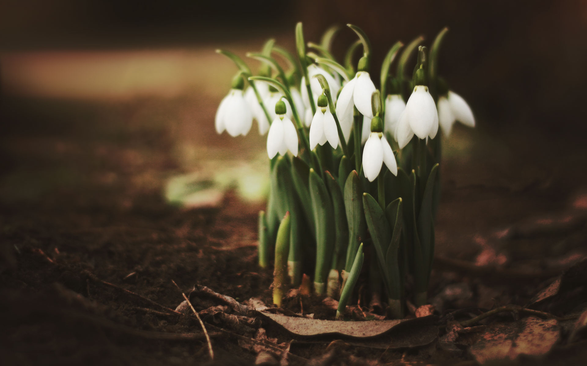 plants, flowers, snowdrops Phone Background